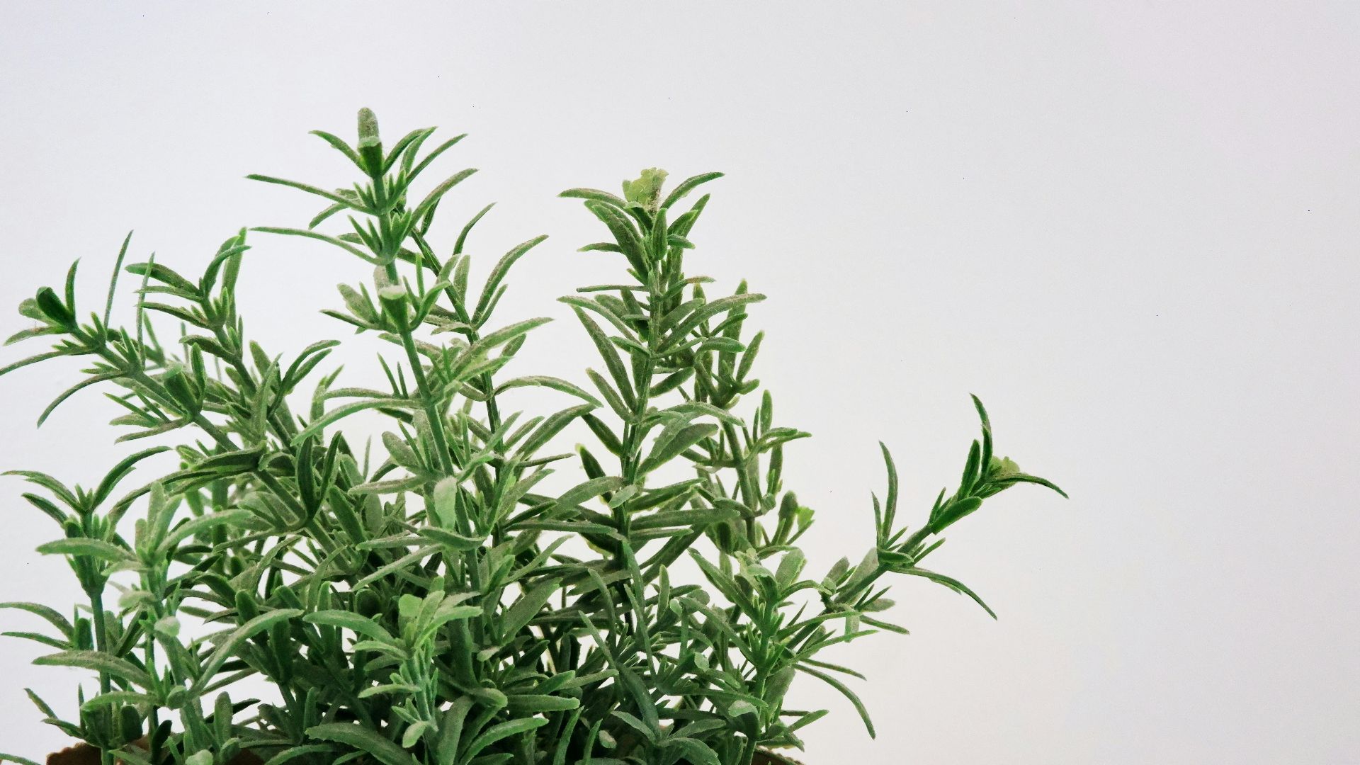 green plant on brown clay pot