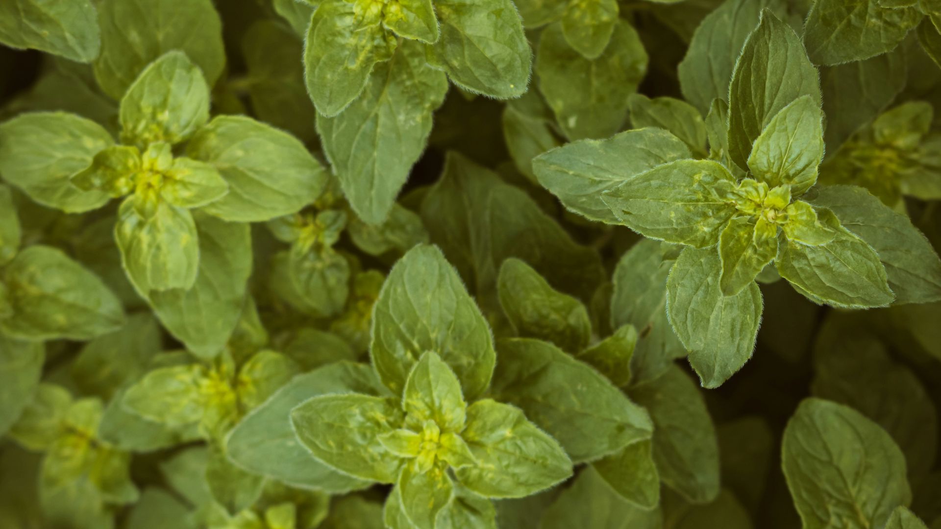 a close up of a bunch of green leaves