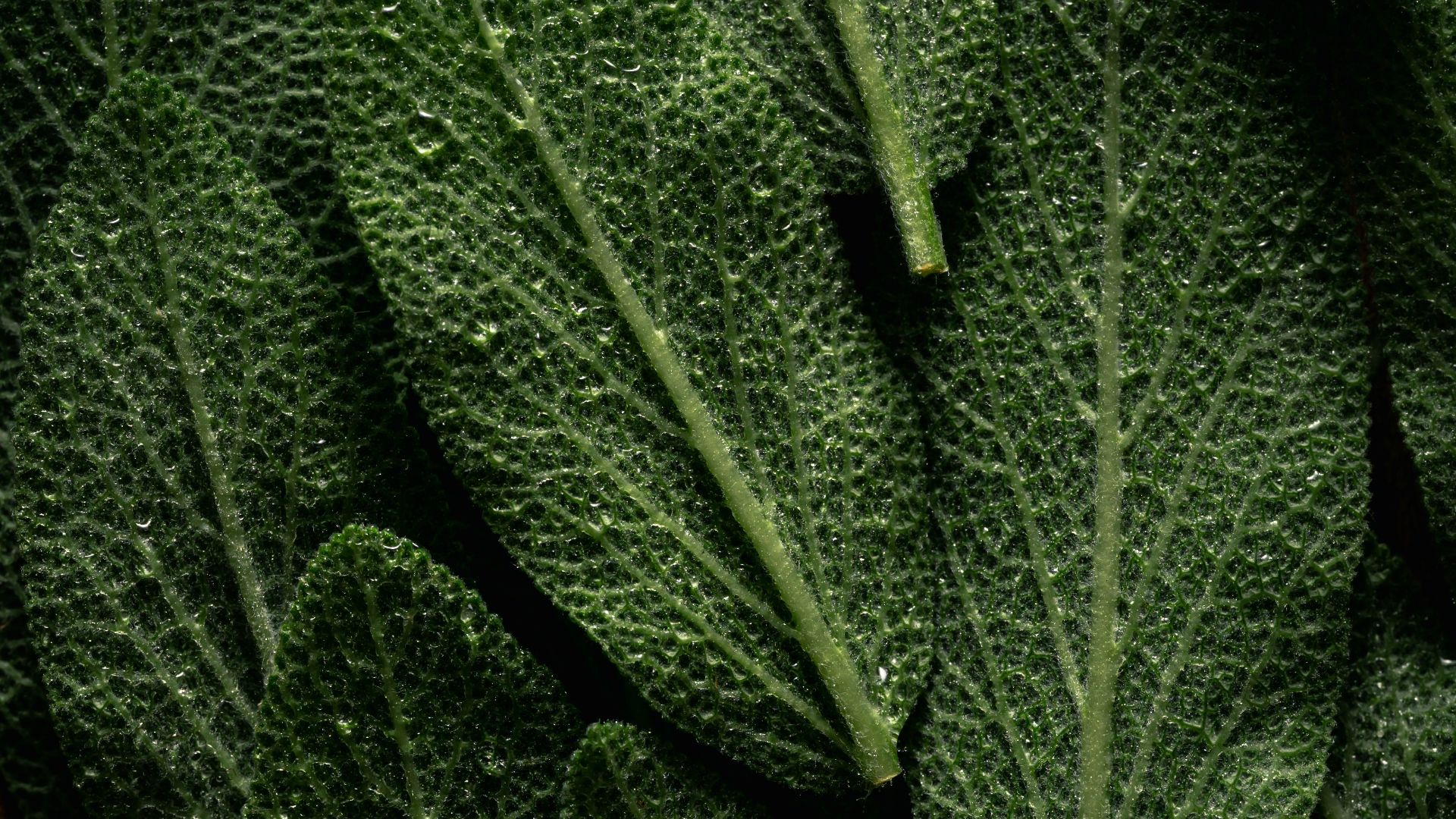 a bunch of green leaves sitting on top of a table