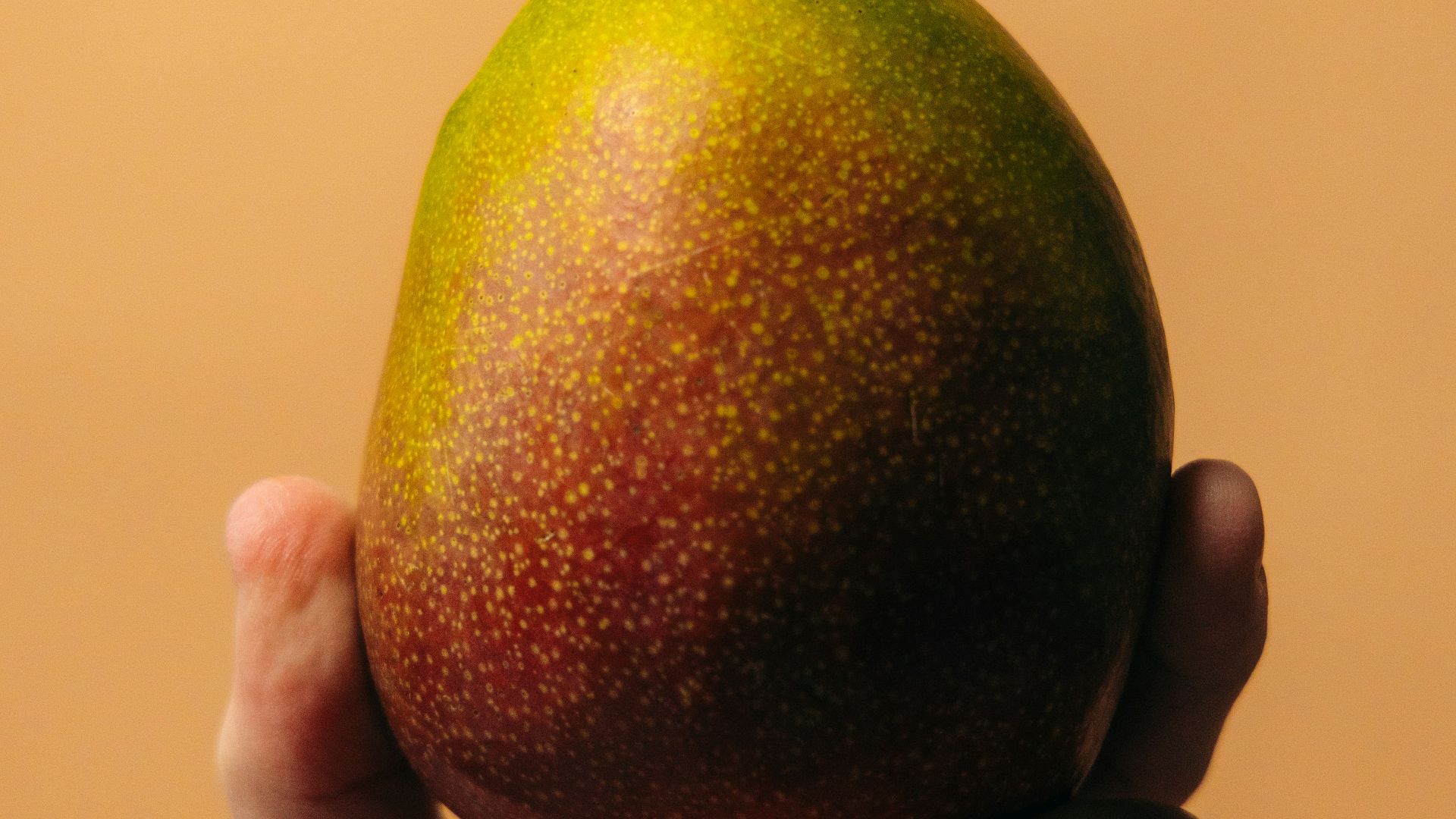 A hand holds a beautiful, colorful mango.