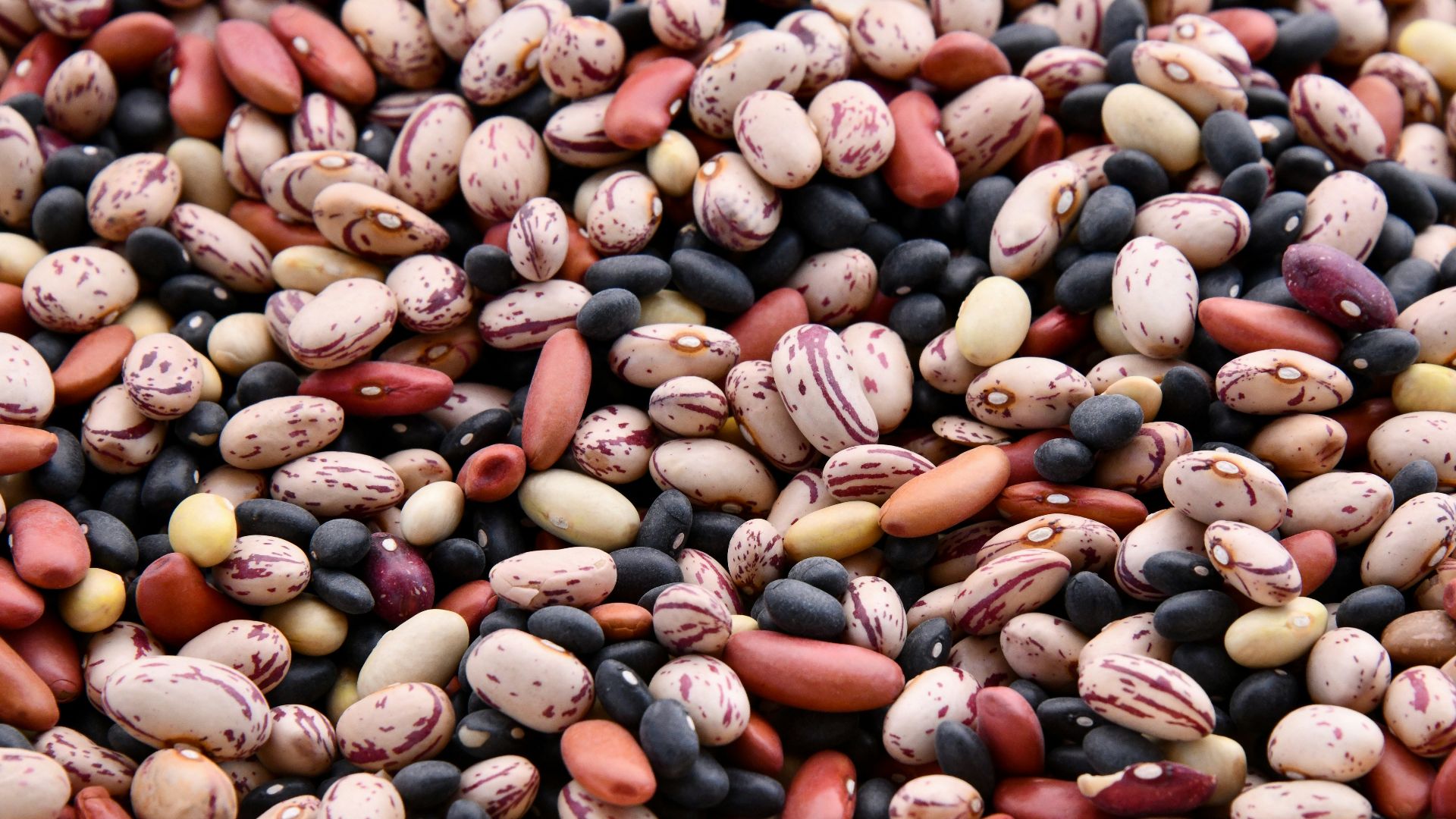 assorted-colored bean lot