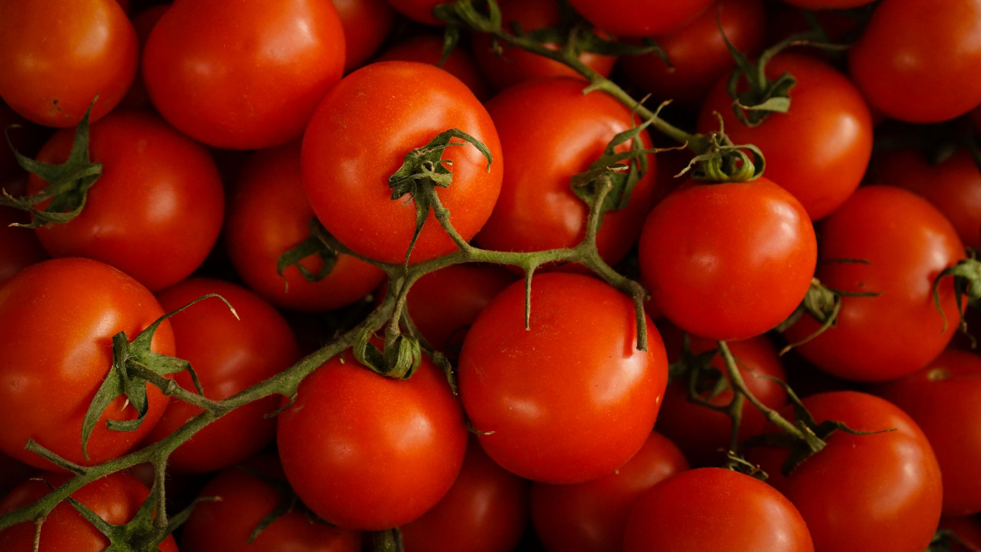 red cherry tomatoes