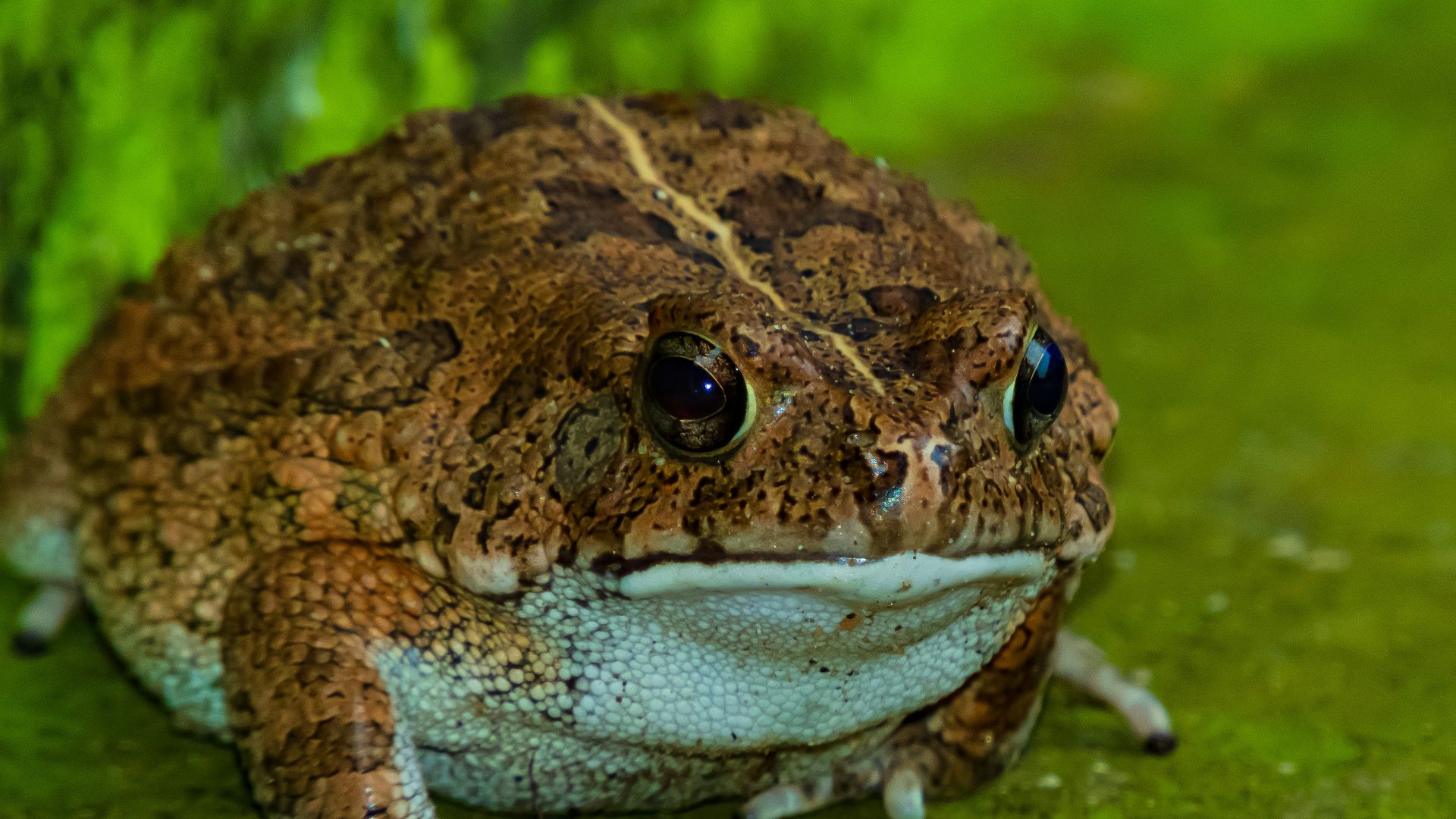 a frog sitting on the ground next to a bug