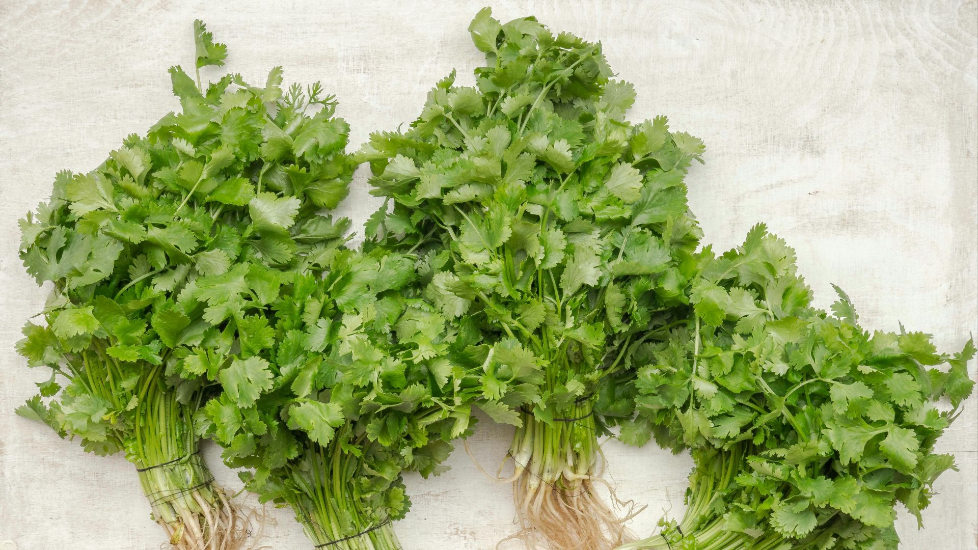 green parsley