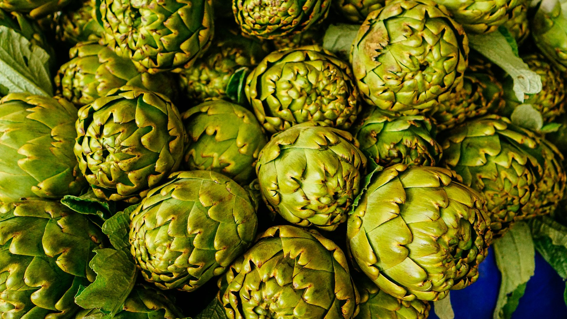 artichoke lot