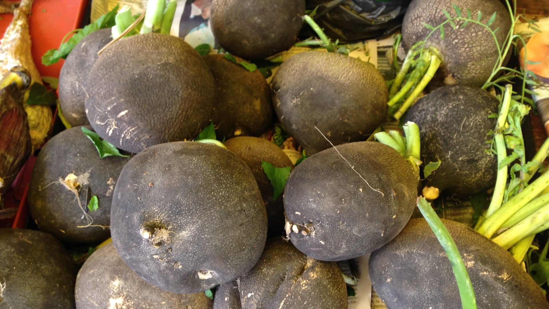 File:Rábanos negros.jpg