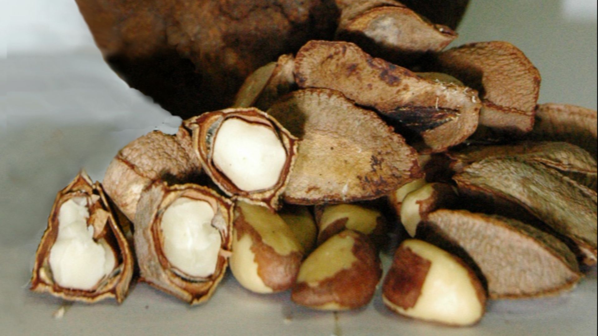 File:Bertholletia excelsa fruit and seeds.jpg