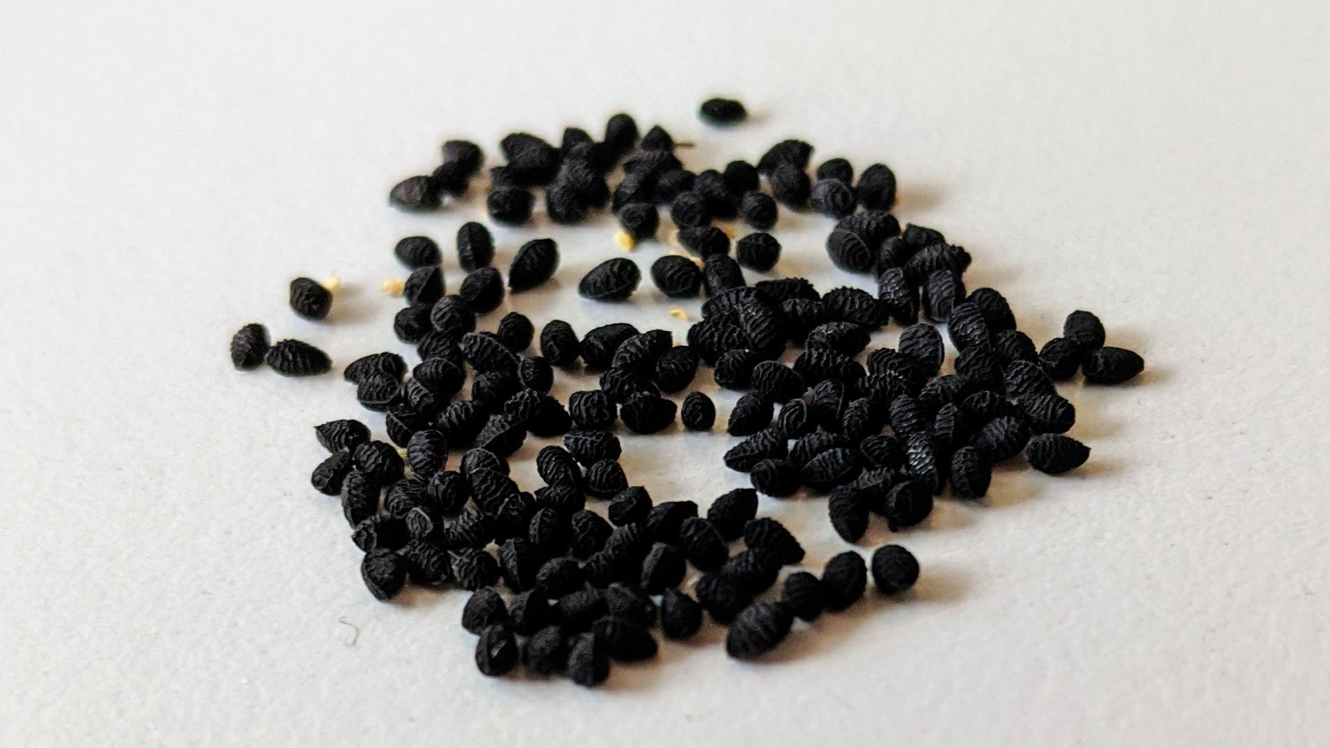 File:Nigella damascena seeds 2020.jpg