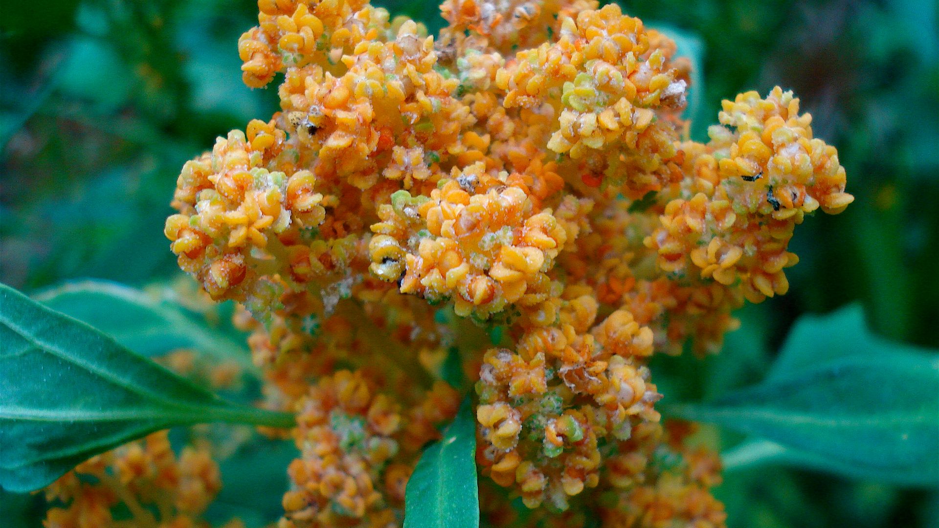File:Chenopodium quinoa in flower.jpg