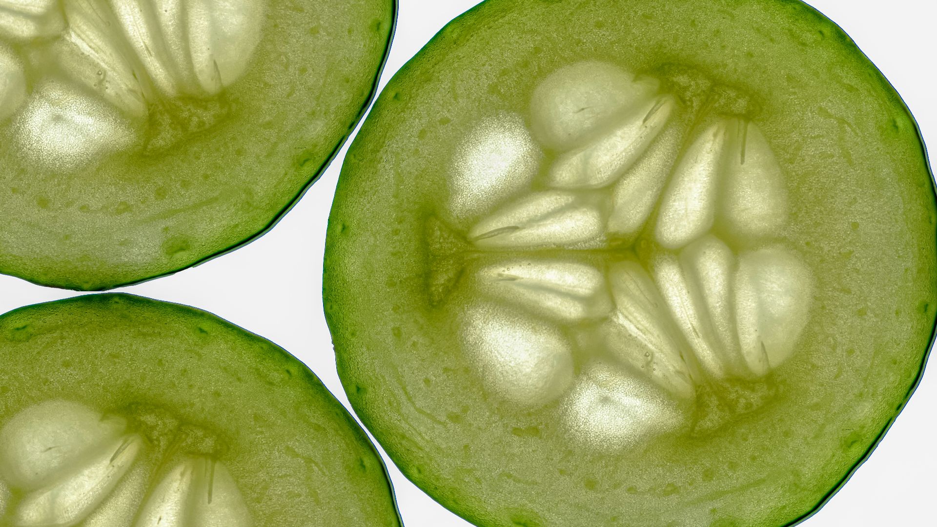 Three slices of a cucumber with a white background