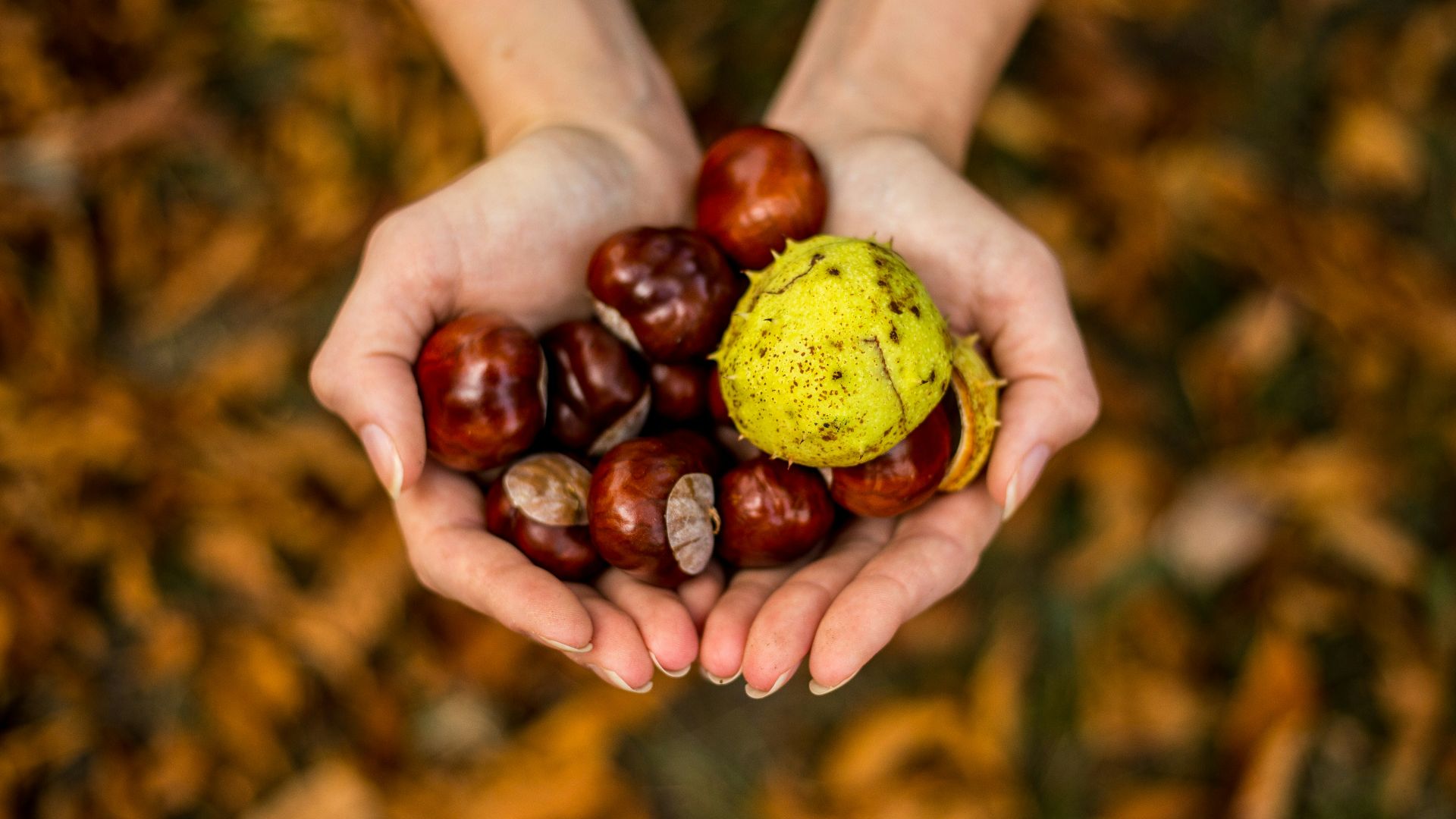 brown hazelnuts on human hands
