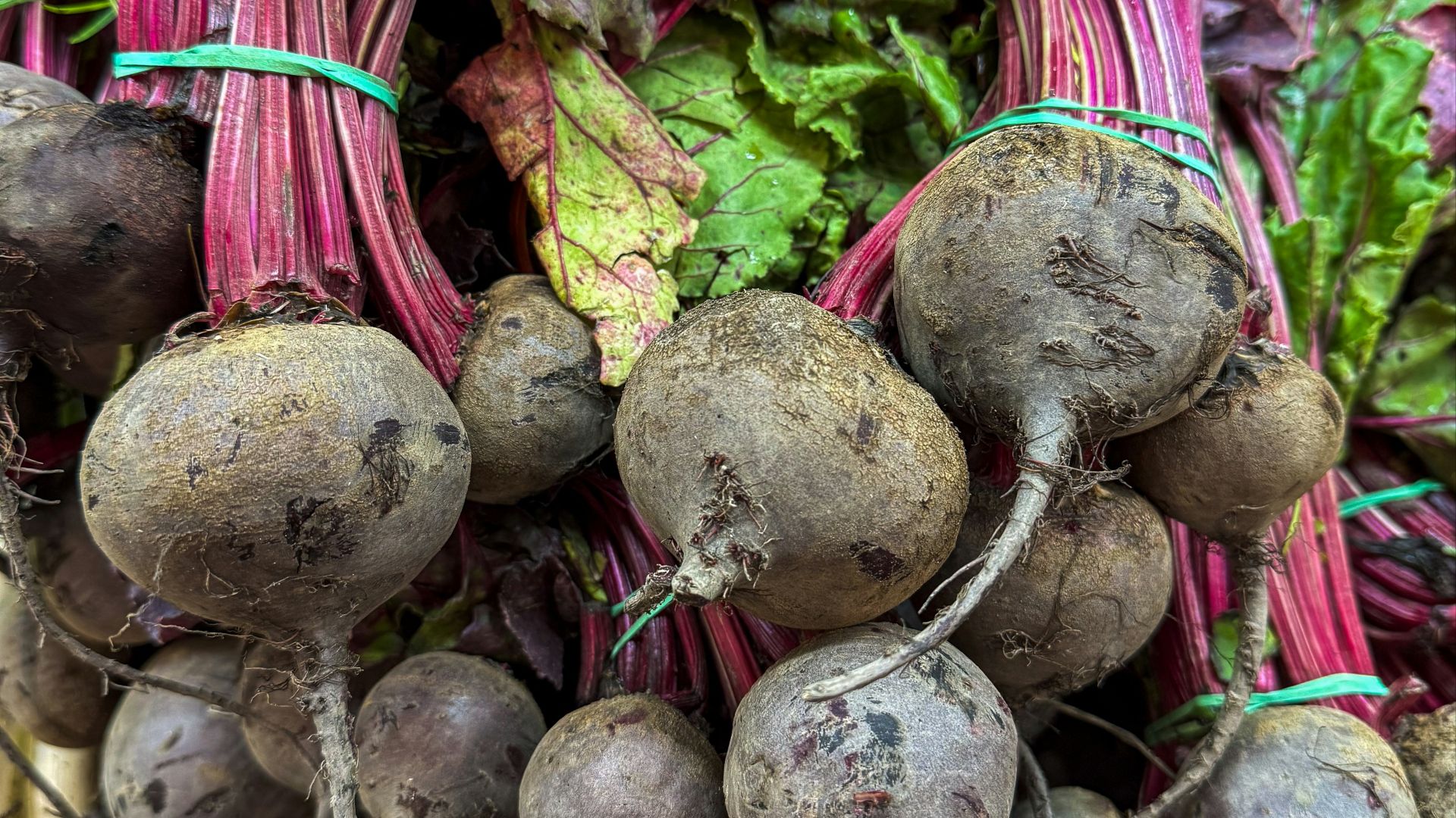 Freshly harvested beets are tied together.