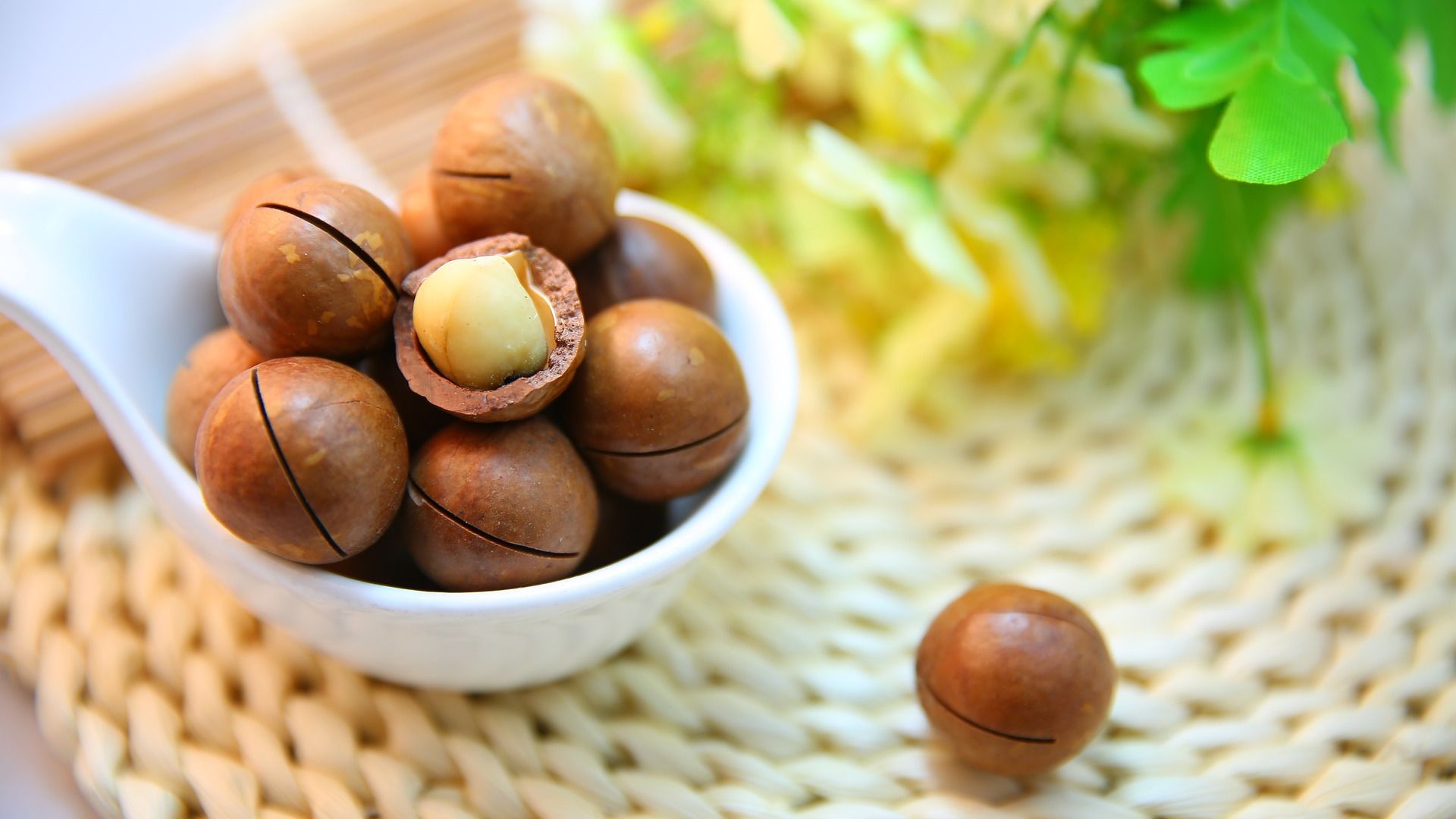 File:Macadamia nuts, with one cracked and exposing the nut.jpg
