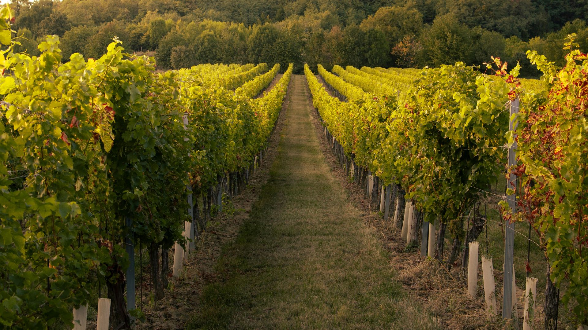 a vineyard with rows of vines and trees in the background
