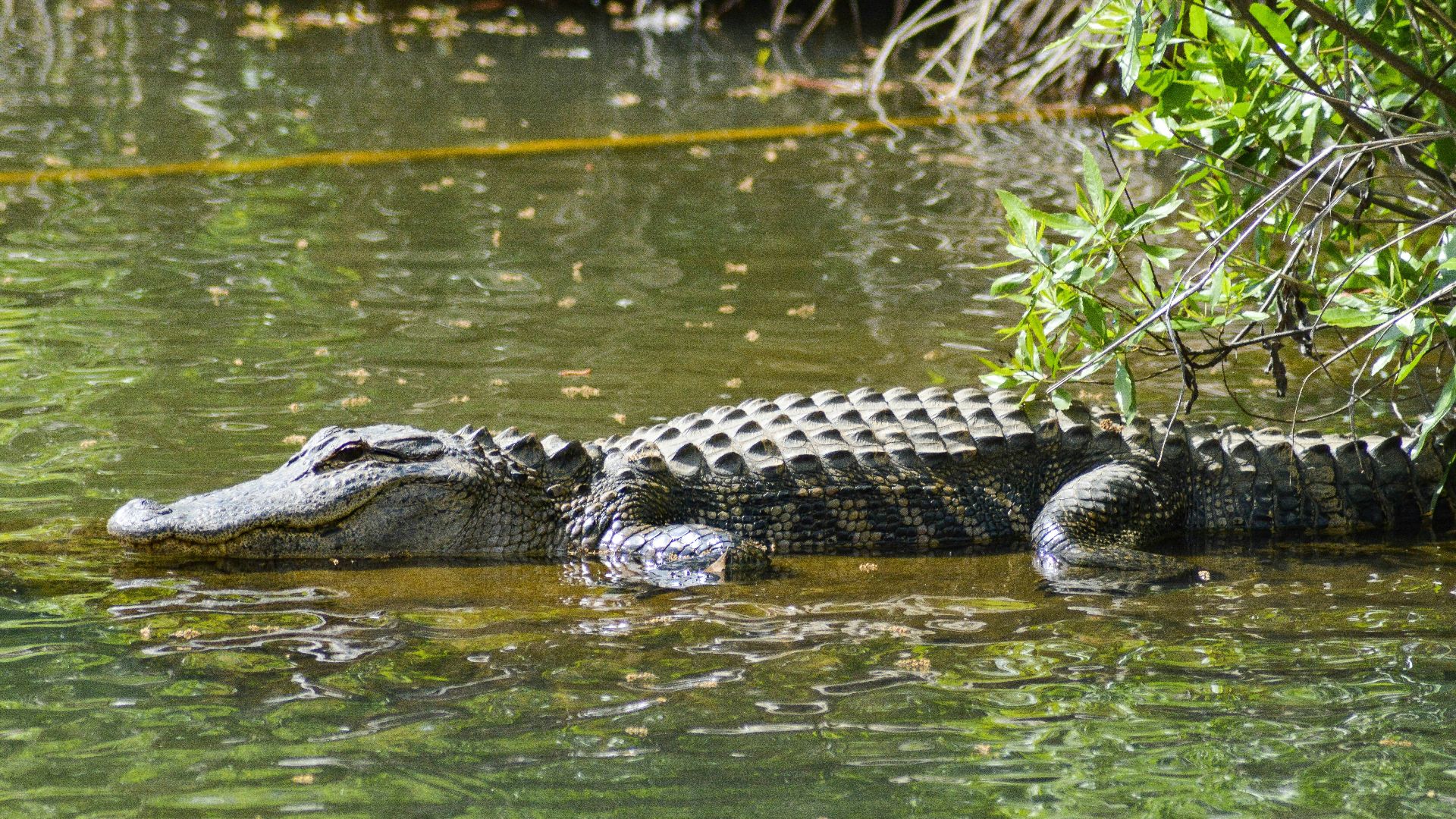 alligator on lake
