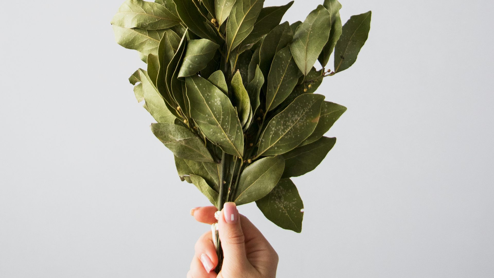 person holding green flower bouquet