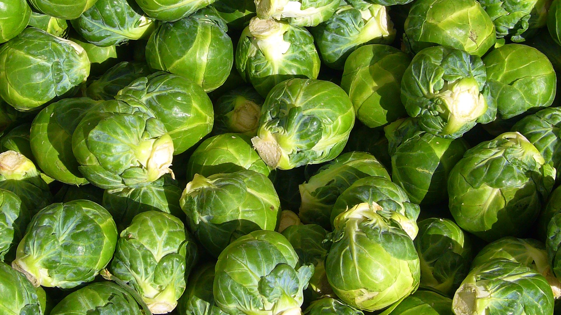 File:Brussels sprout closeup.jpg