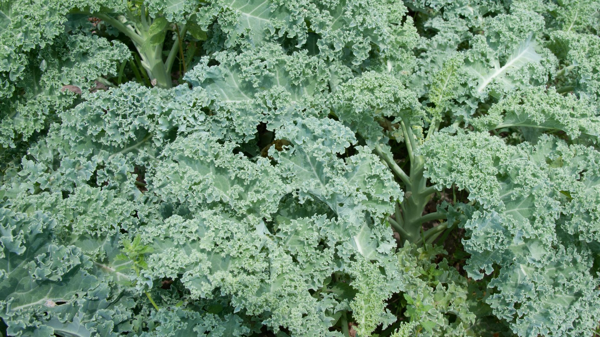 File:Kale (6025692440).jpg