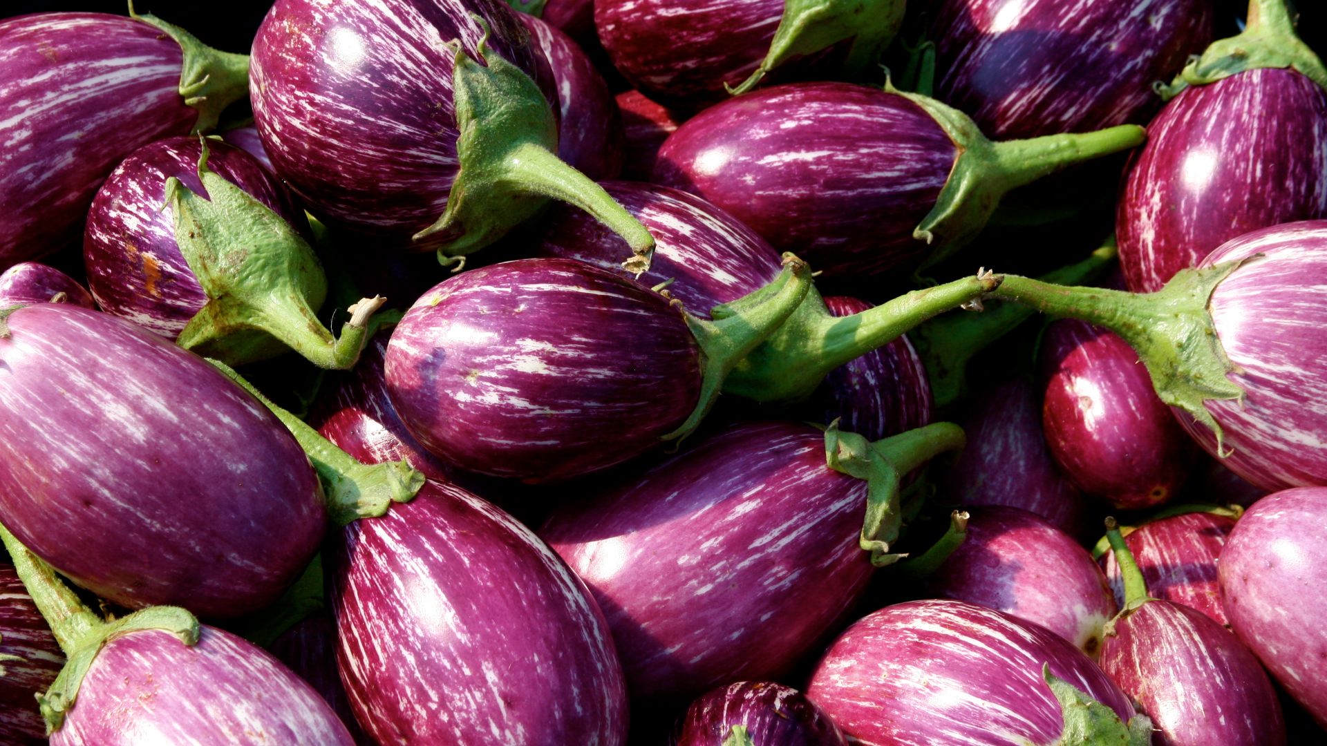 File:Eggplants.jpg