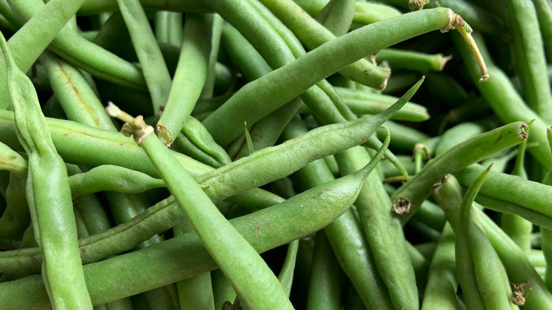 green kentucky beans