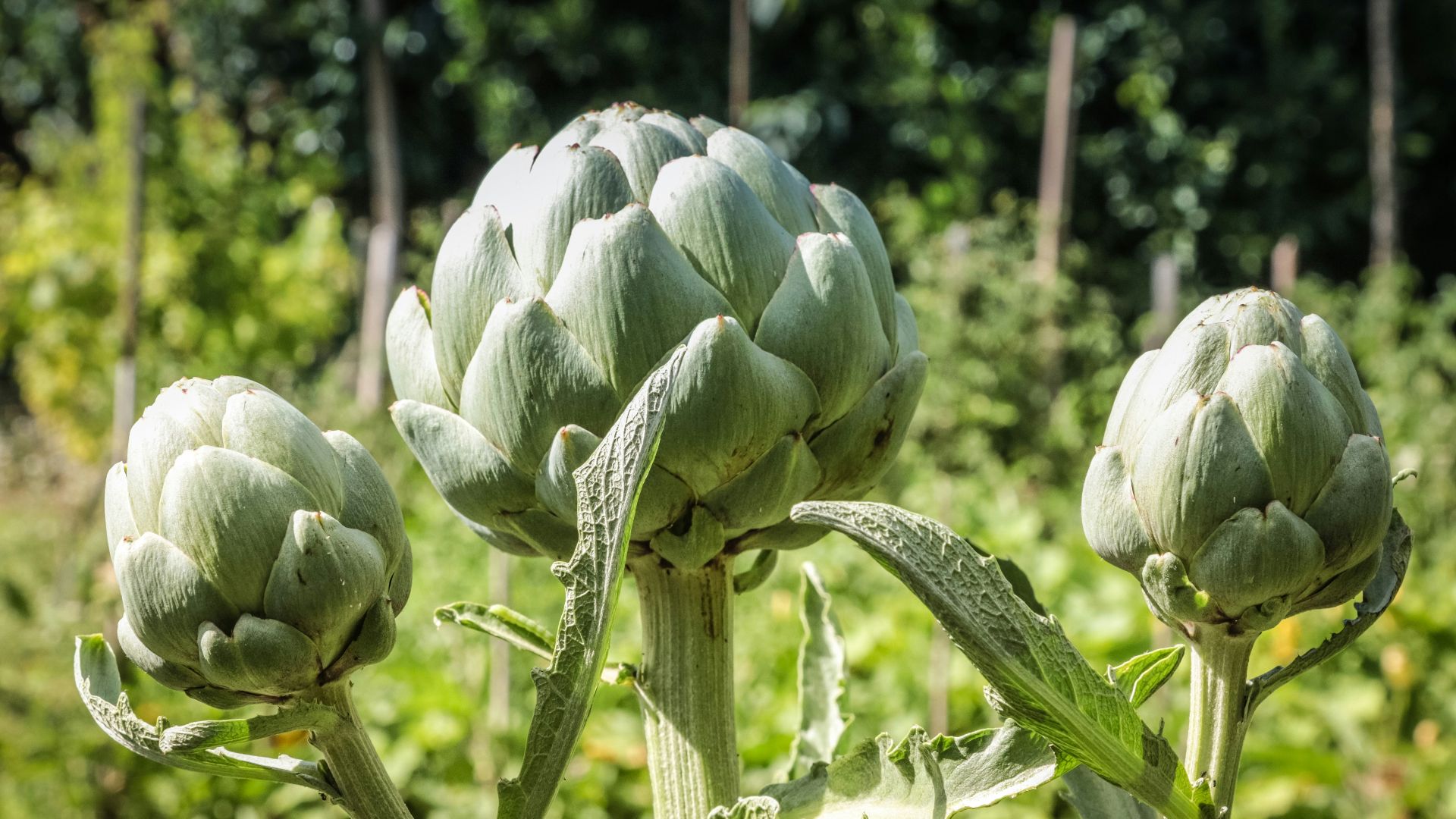 A close up of a plant in a field