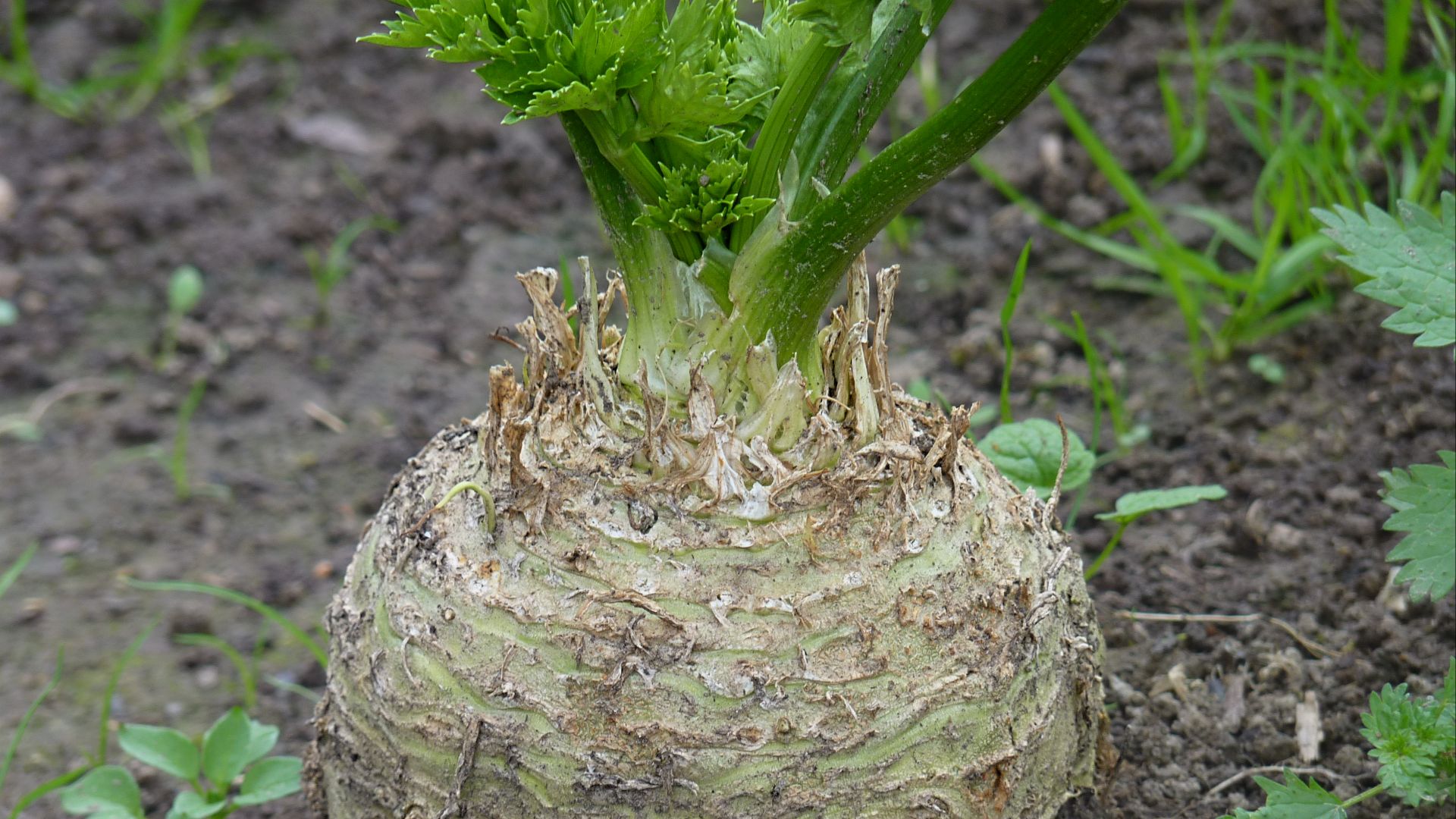 File:Celeriac J2.jpg