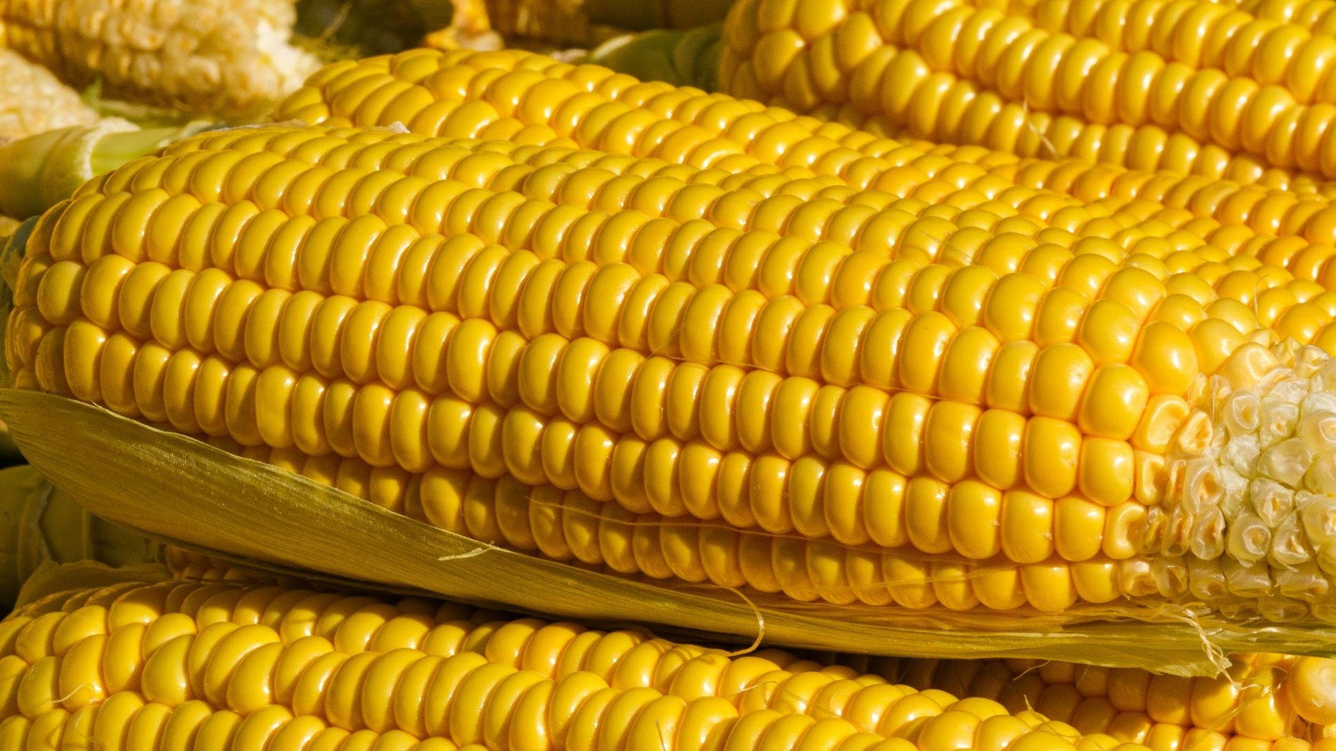 a close up of corn on the cob