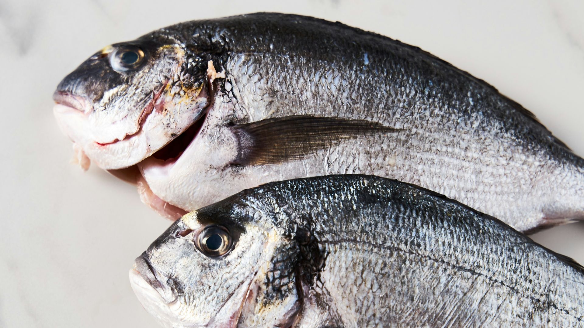 two fish sitting on top of a white counter