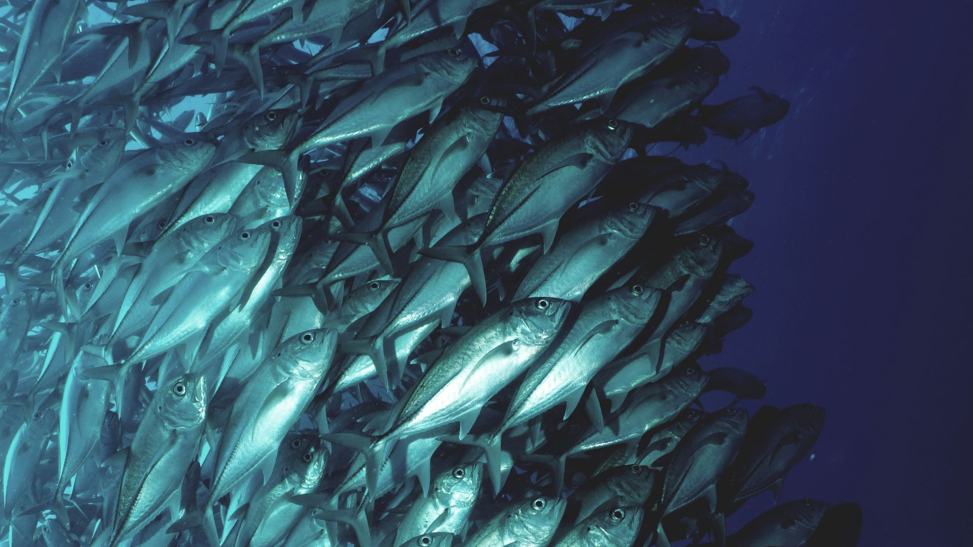 school of fish swimming underwater