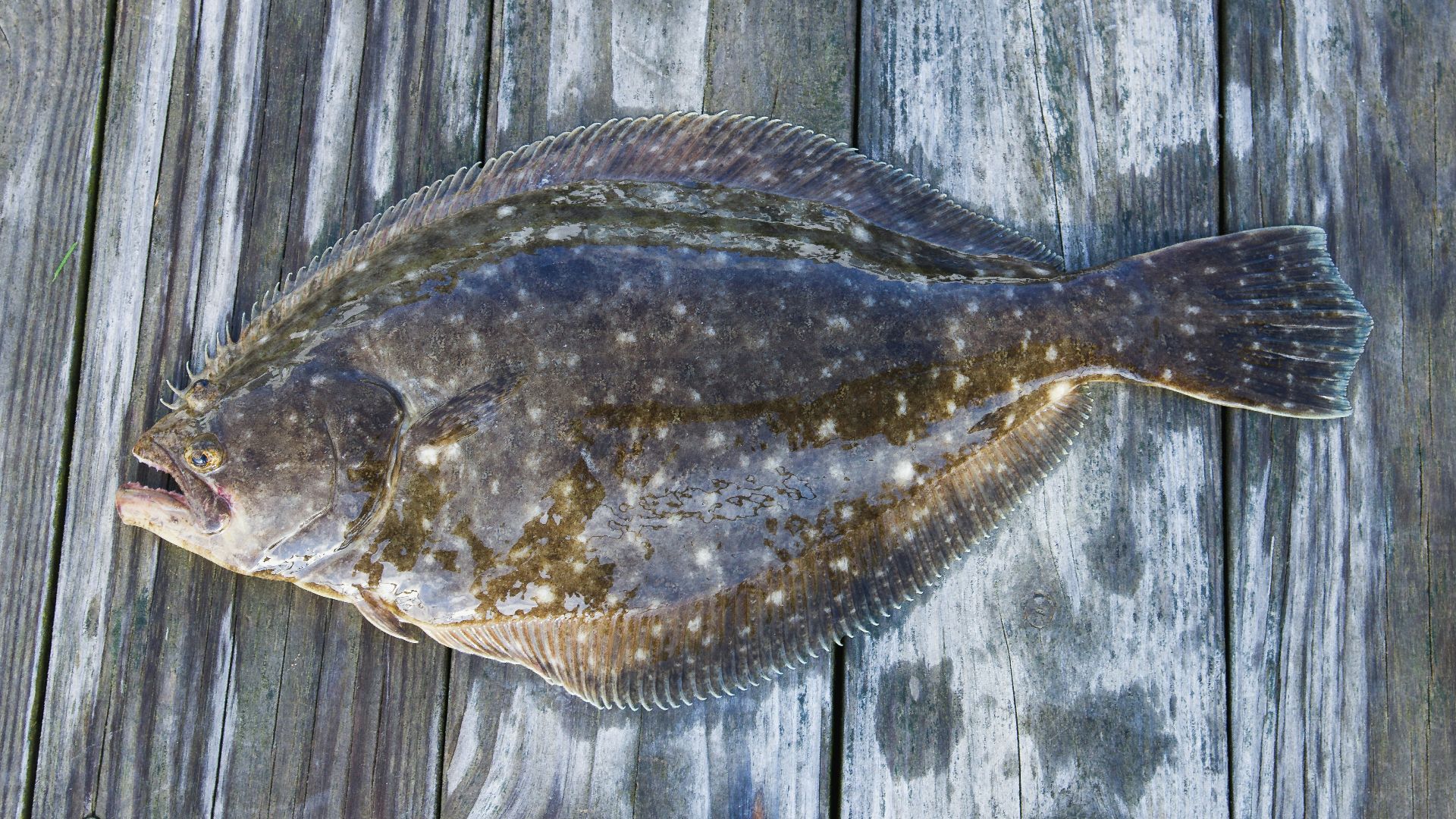 brown and black fish on wooden surface