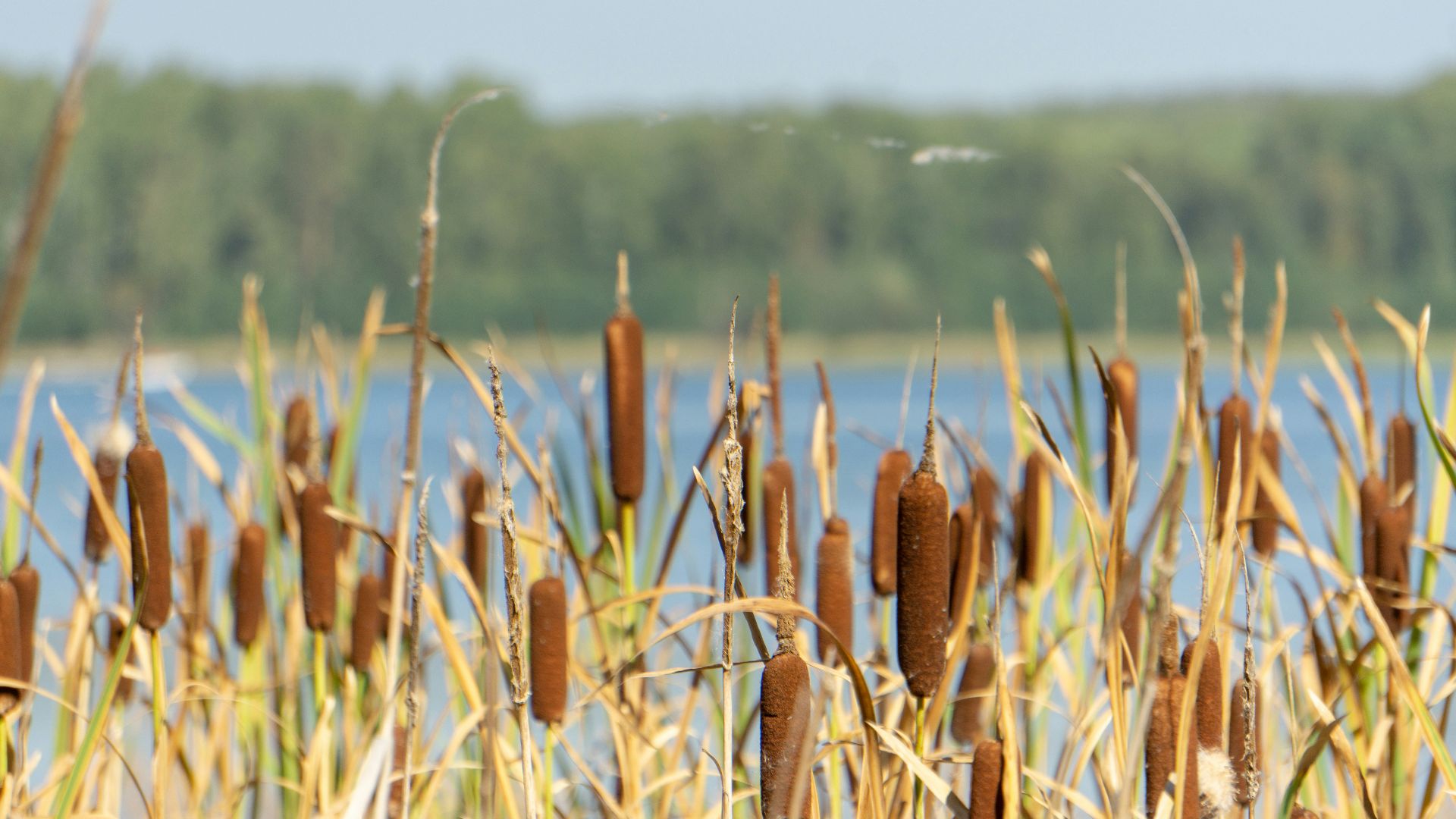 brown wheat field during daytime