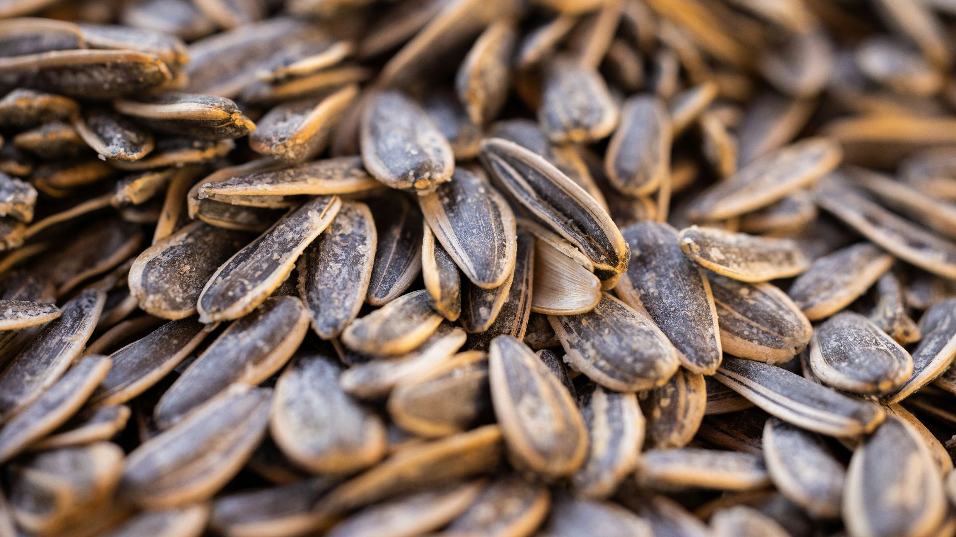 a close up of a pile of sunflower seeds