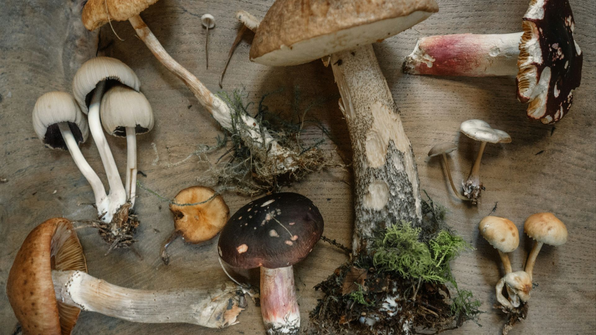 flat lay photography of mushrooms