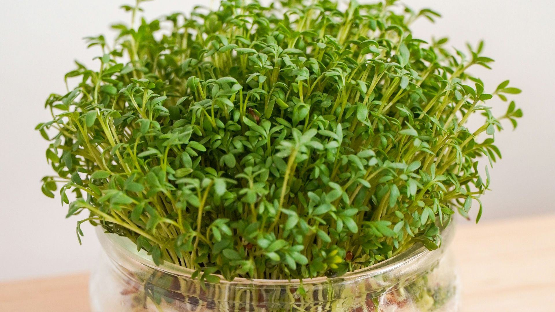 green plant on clear glass bowl