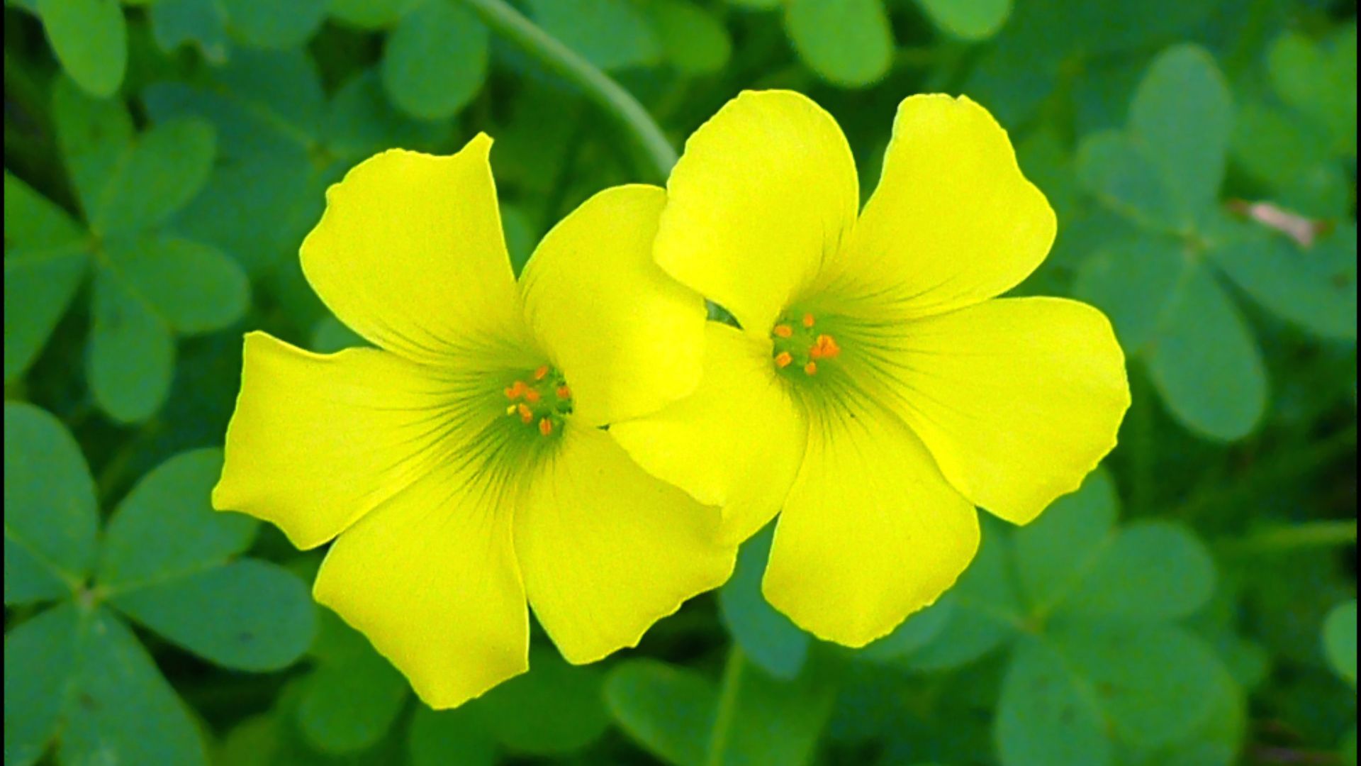 File:Oxalis-pes-caprae-16-Zachi-Evenor.jpg