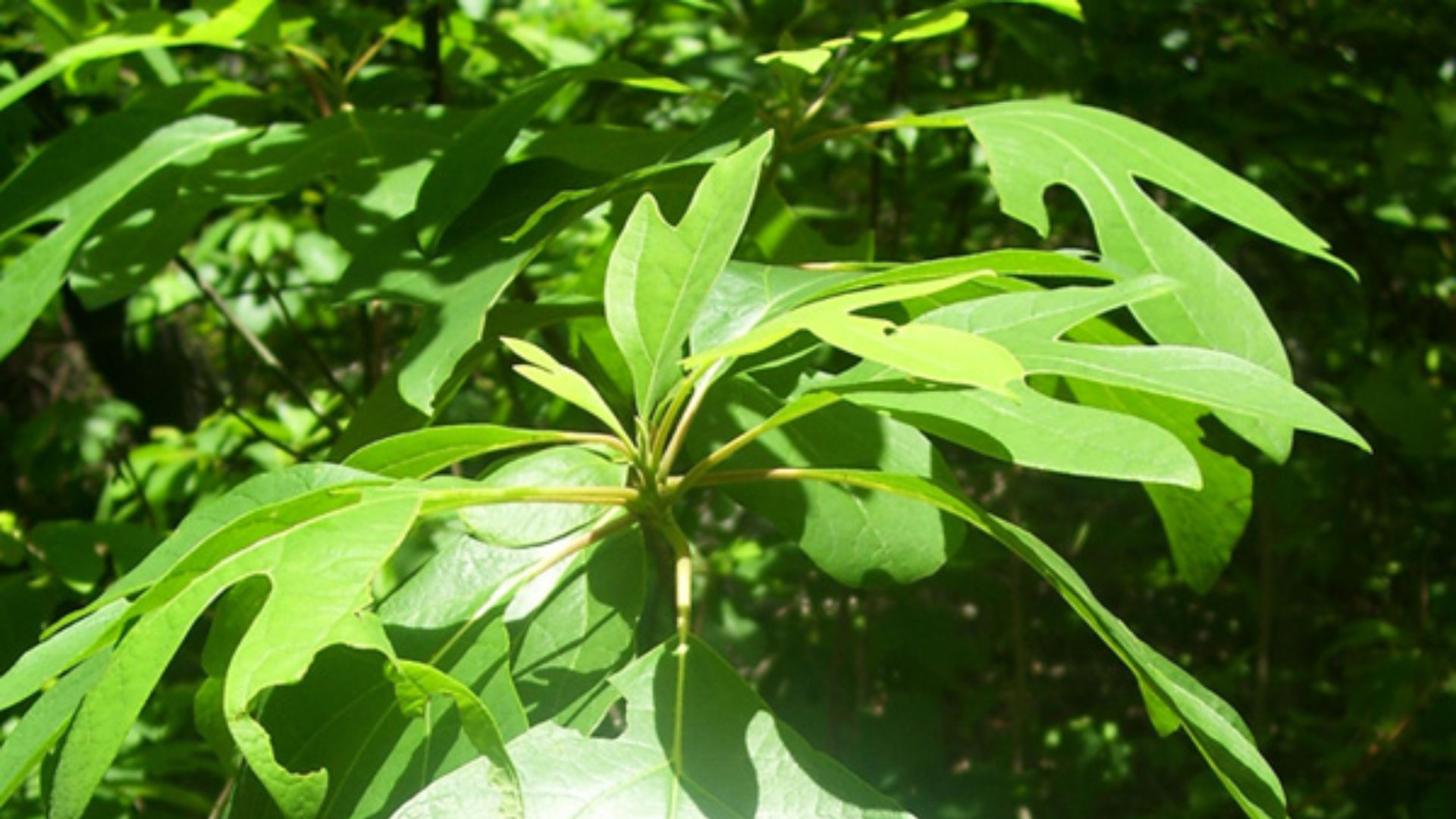 File:Sassafras7.jpg