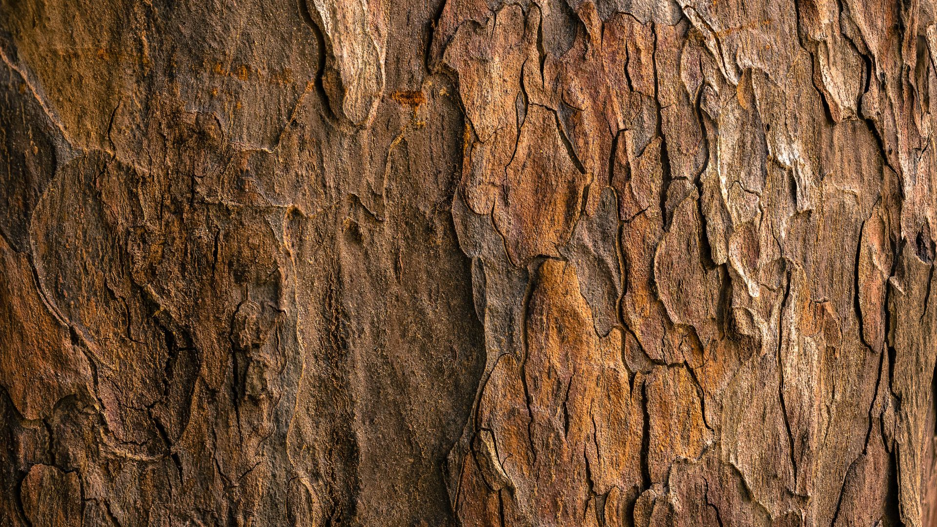 brown tree bark in closeup photography