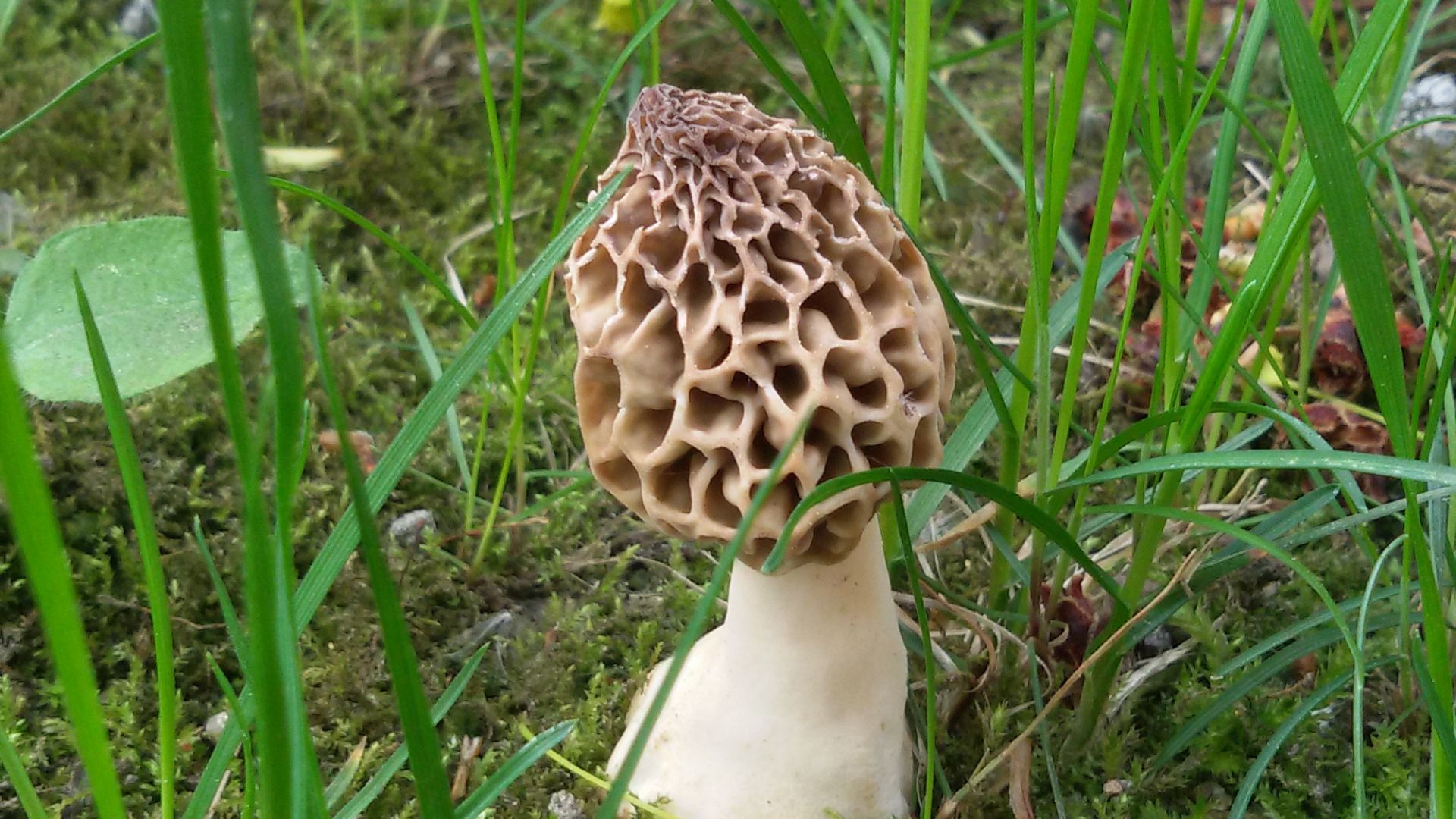 File:Morel (Morchella).jpg