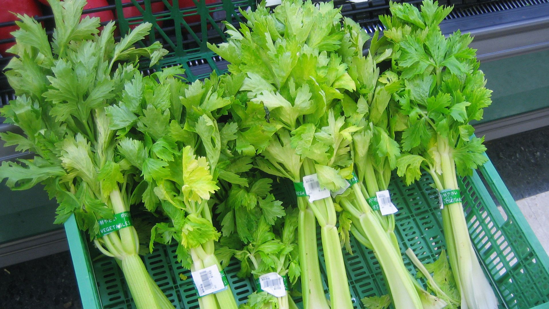 File:Celery 1.jpg