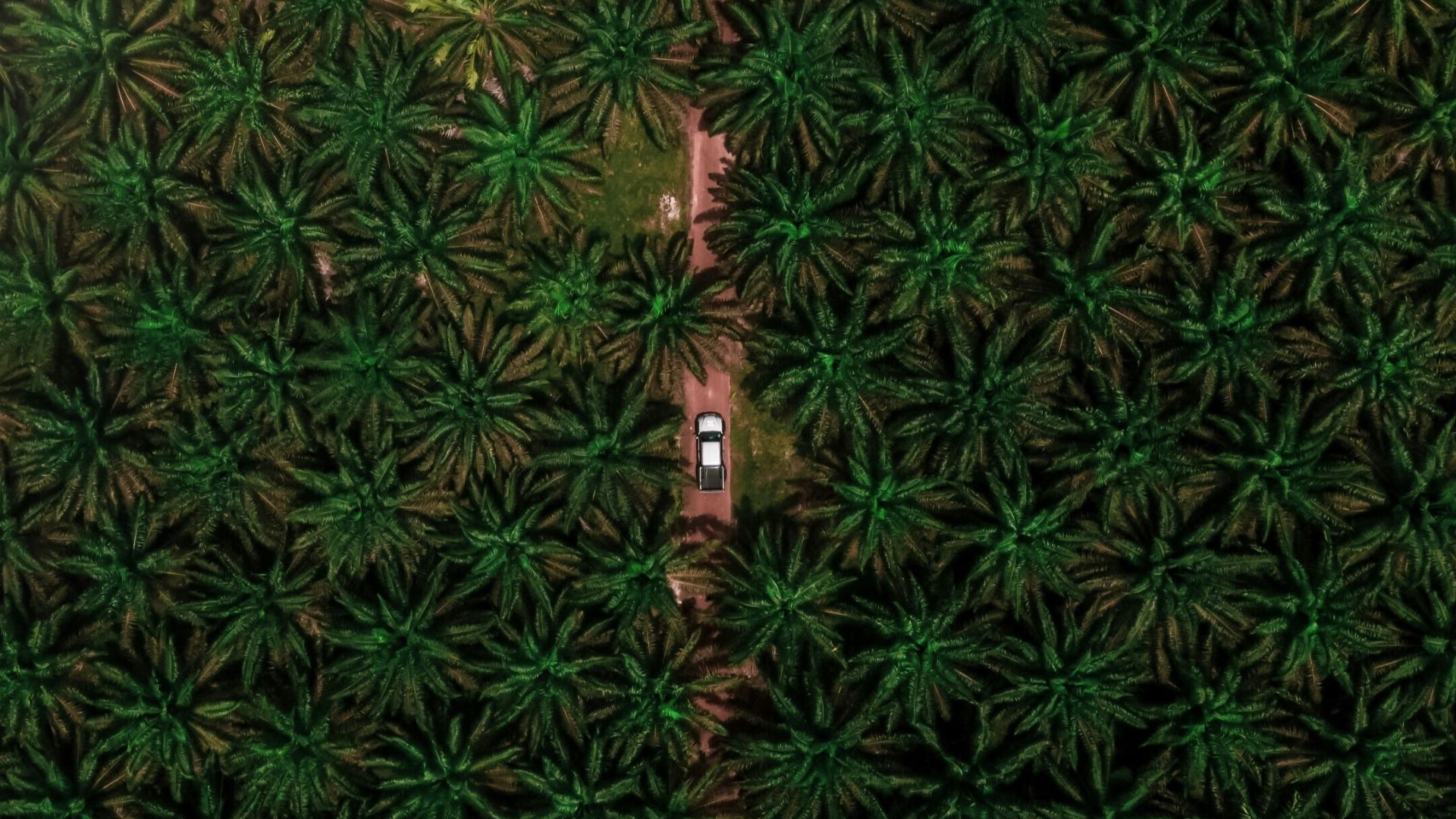 green and black floral textile