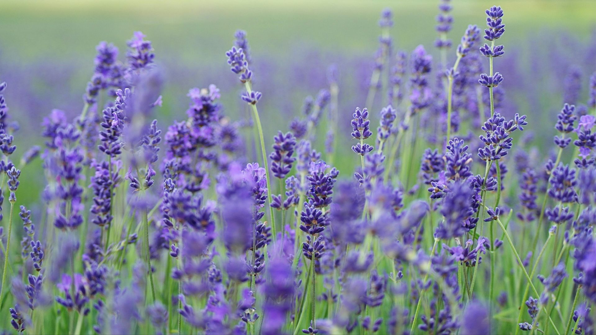 lavender flower field blooms at daytime