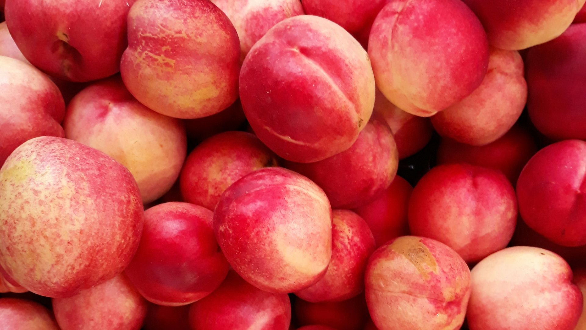 shallow focus photo of red apple fruits