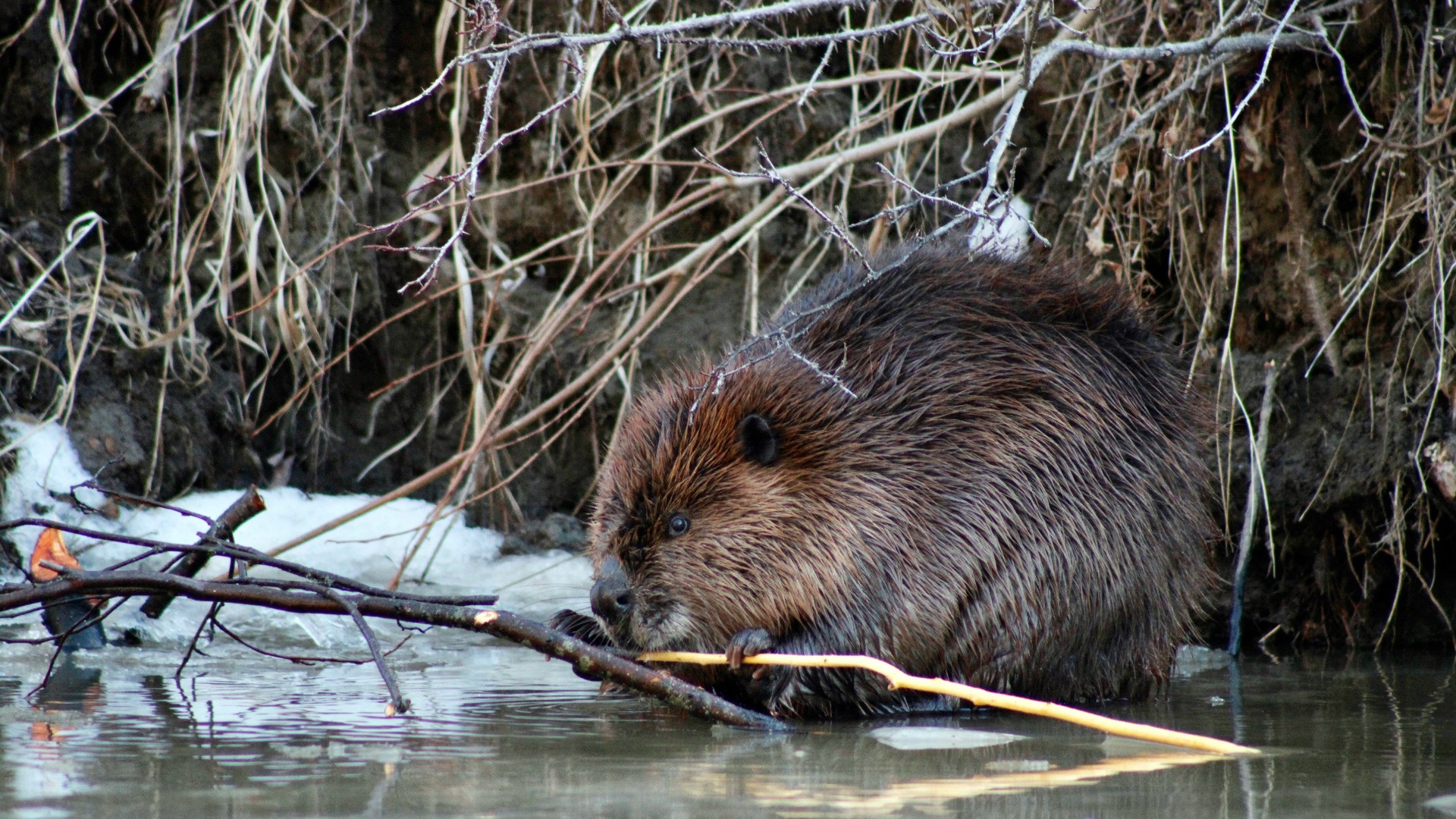 a beaver in the water with a stick in it's mouth