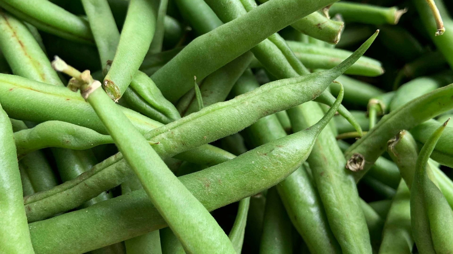 green kentucky beans