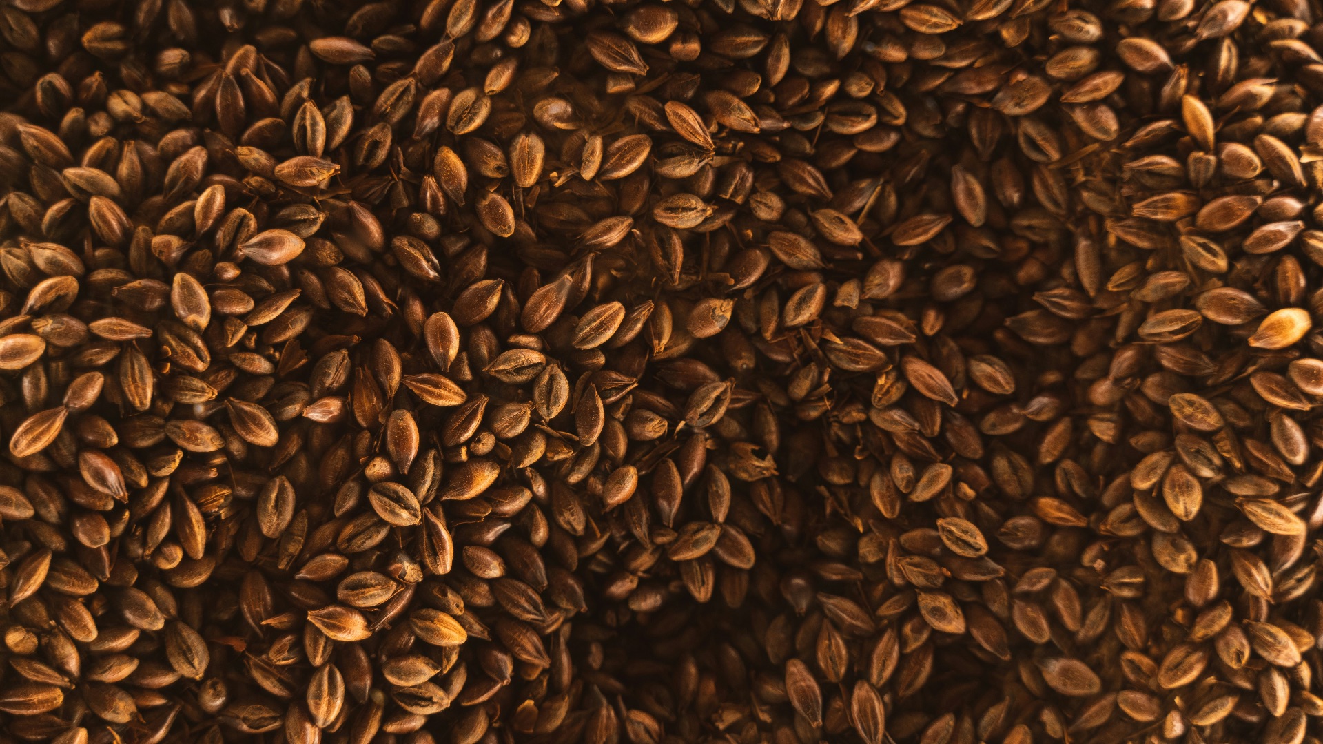 a large pile of seeds that are brown