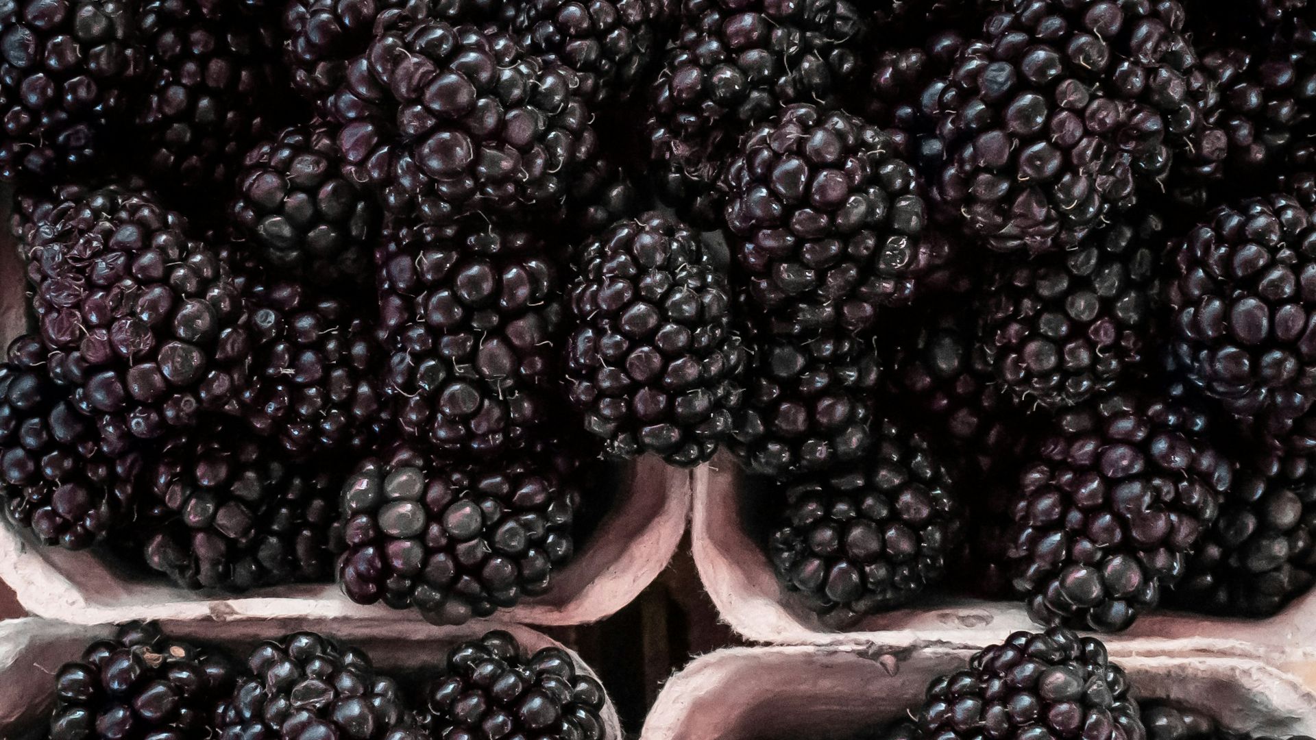 black berries