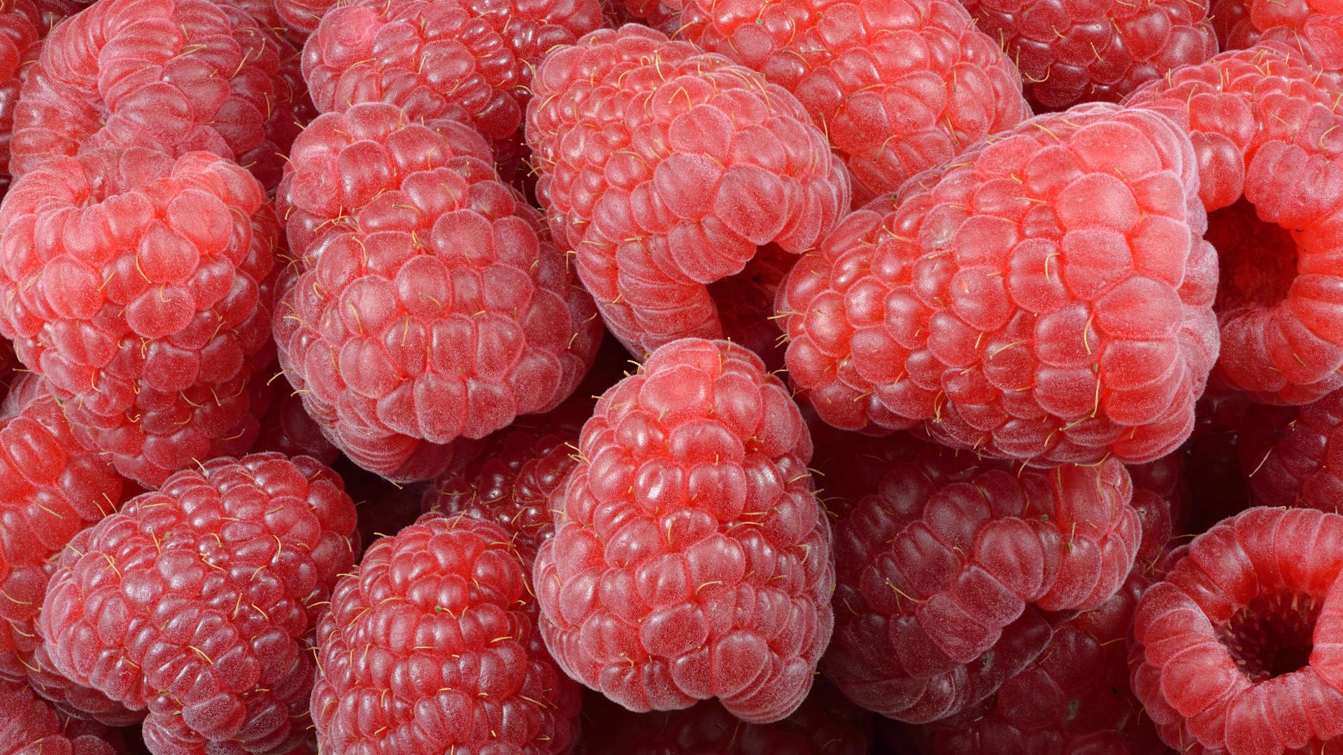 File:Raspberries (Rubus idaeus).jpg