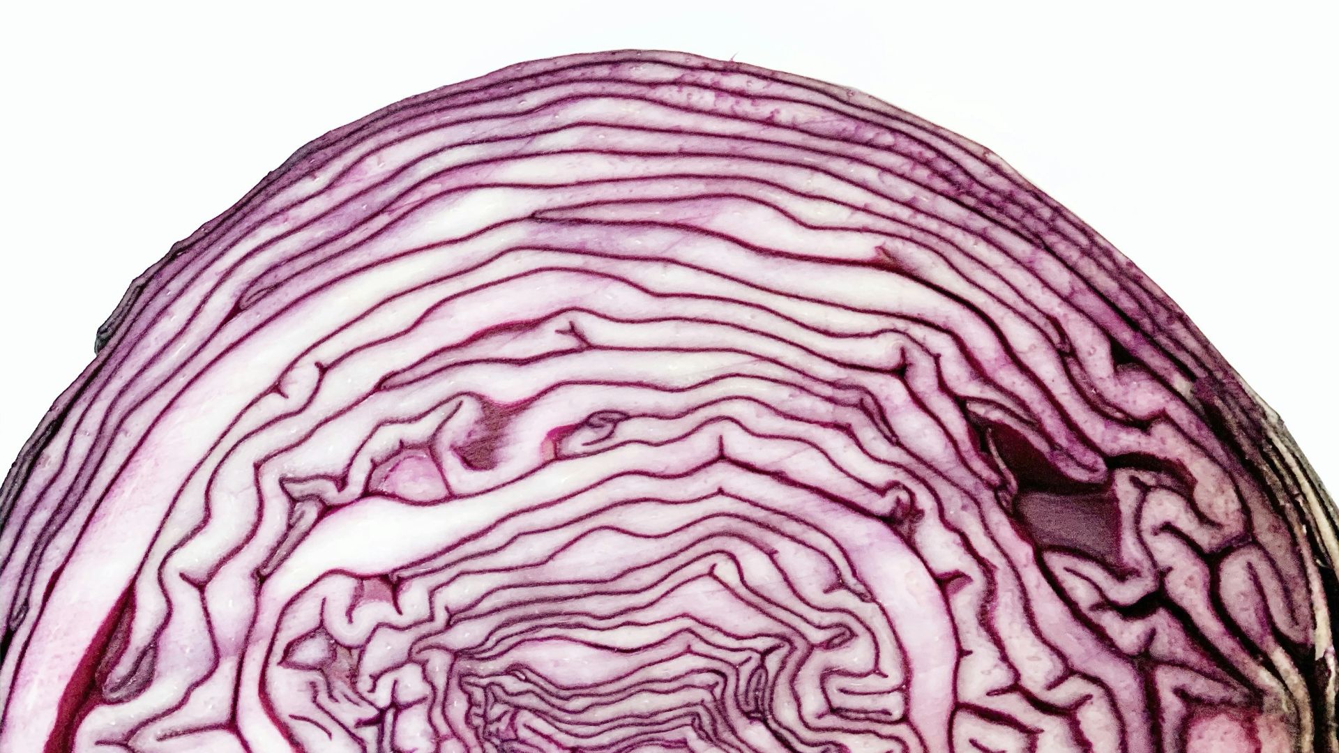 purple and white abstract painting