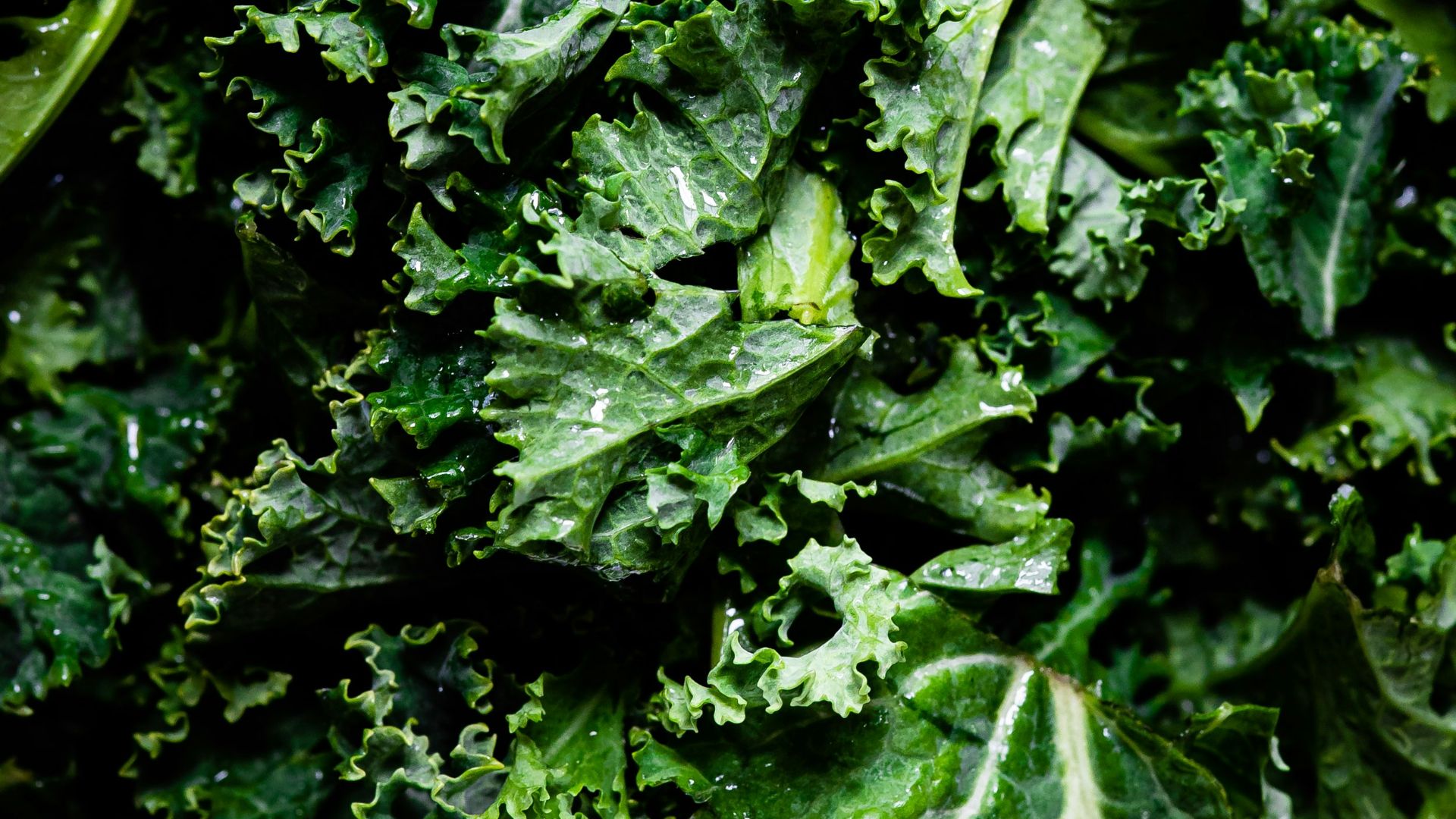 green leaves in macro lens