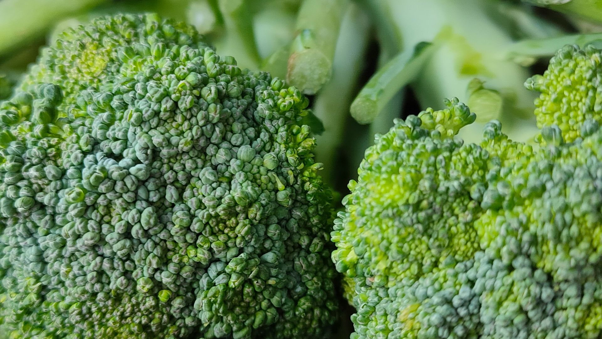 green broccoli in close up photography